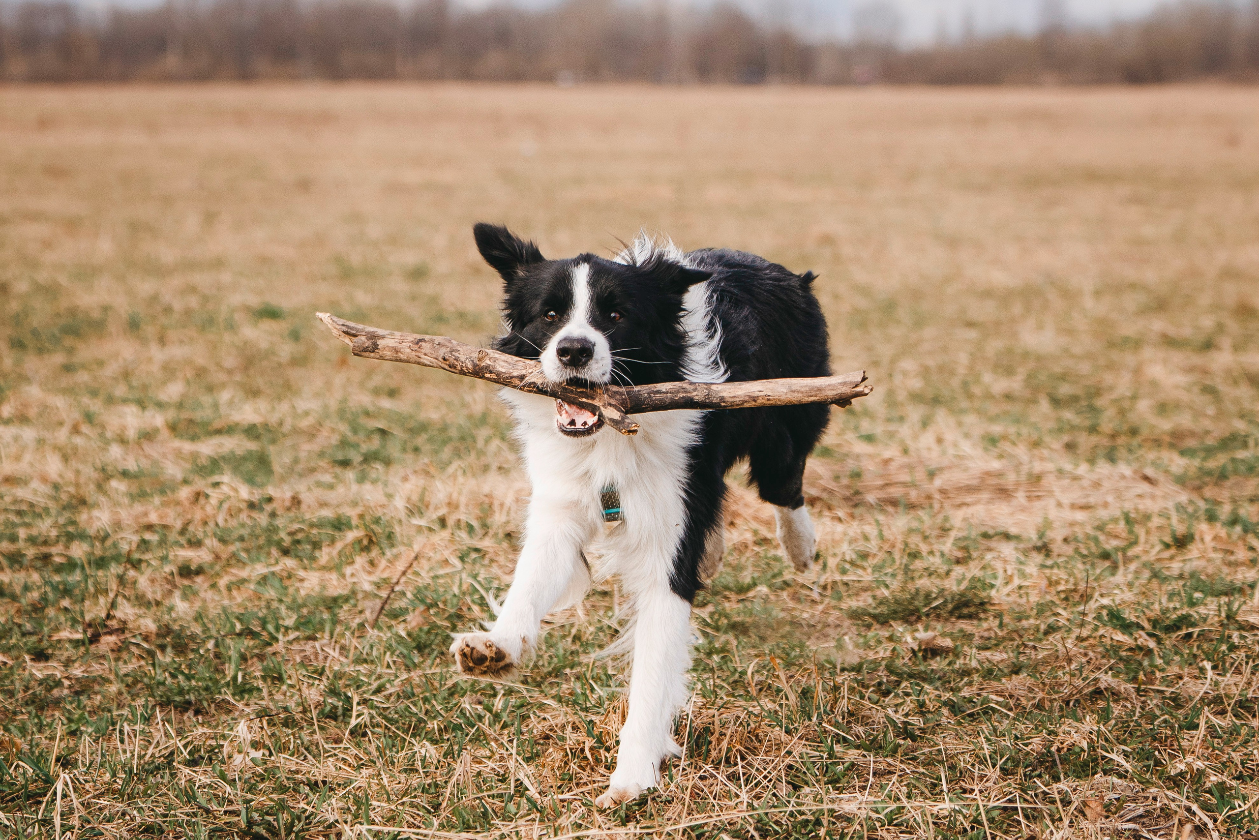 Нил и Алёна. Фотограф анималист в Спб недорого Олеся Майорова