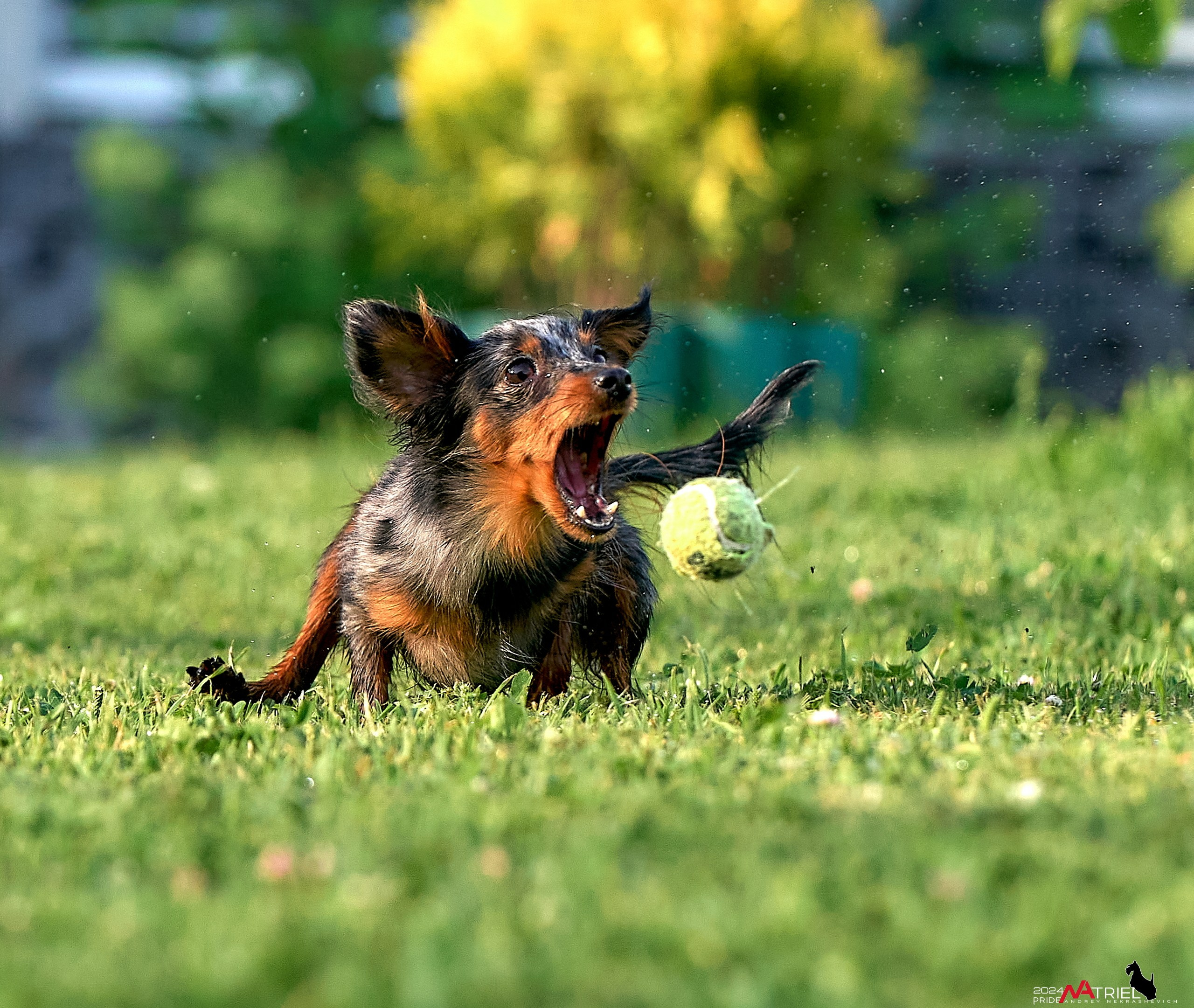 Фотопрогулка с крысариками