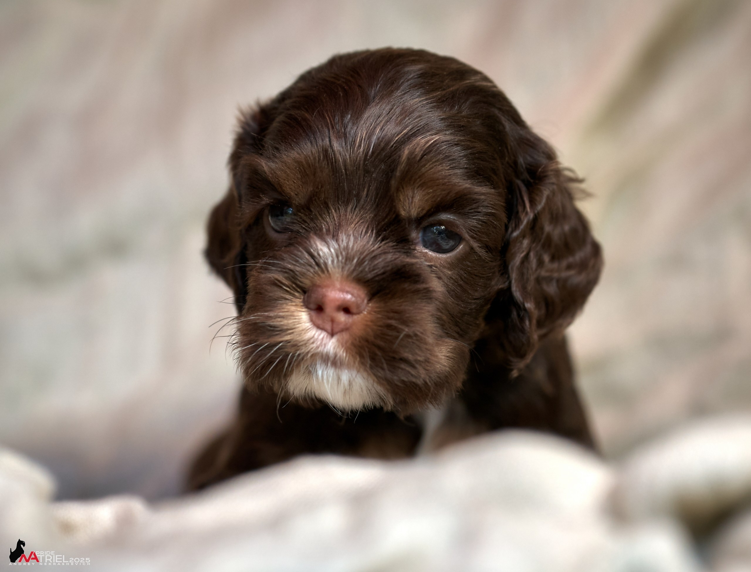 Щенки АмКокеров