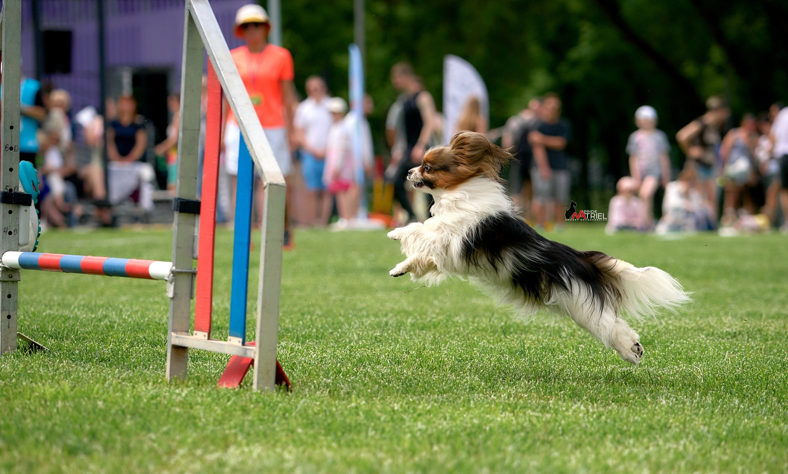 Аджилити — галерея NATRIEL