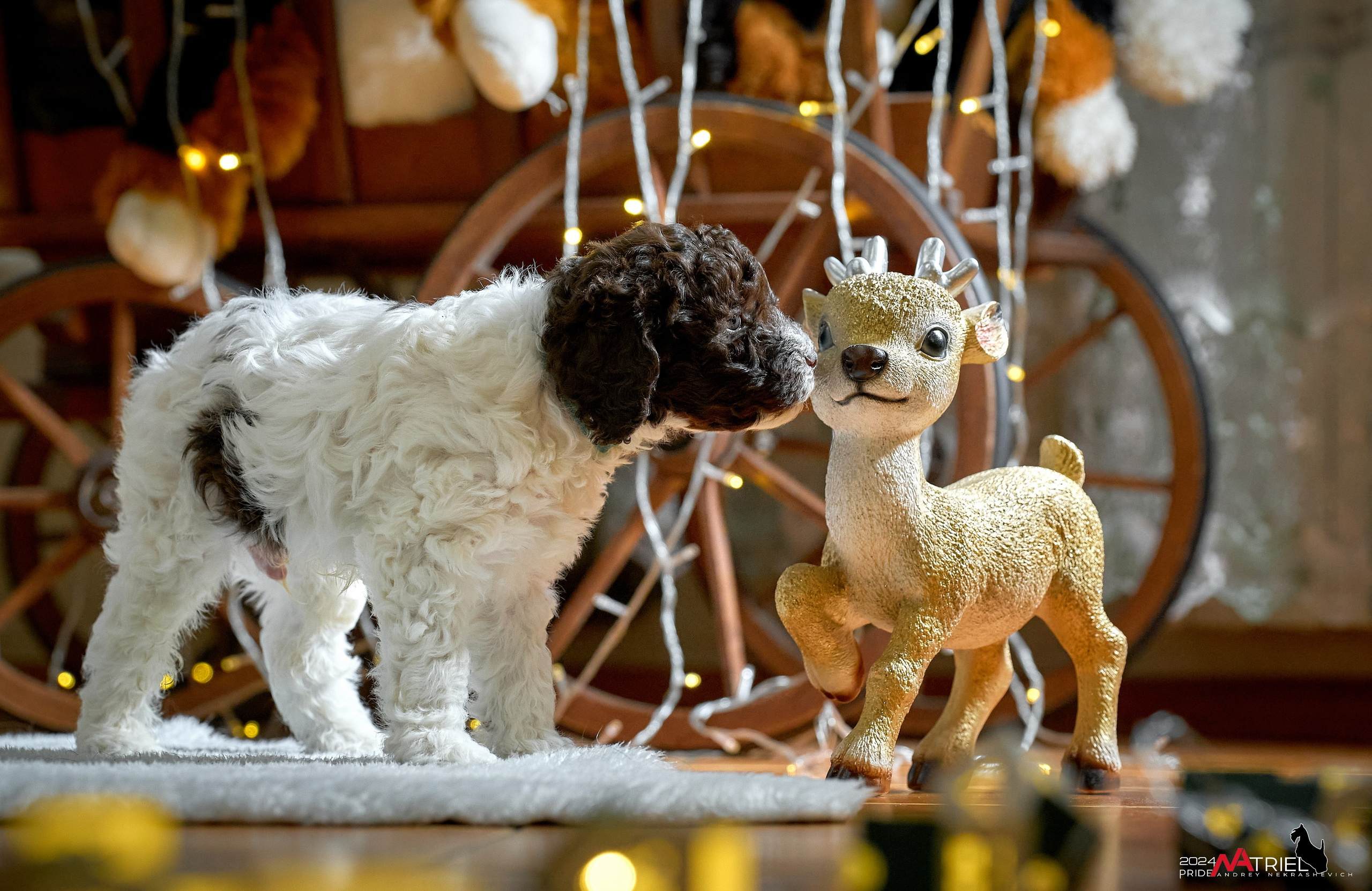 Съемка щенков лаготто дома с мобильным светом