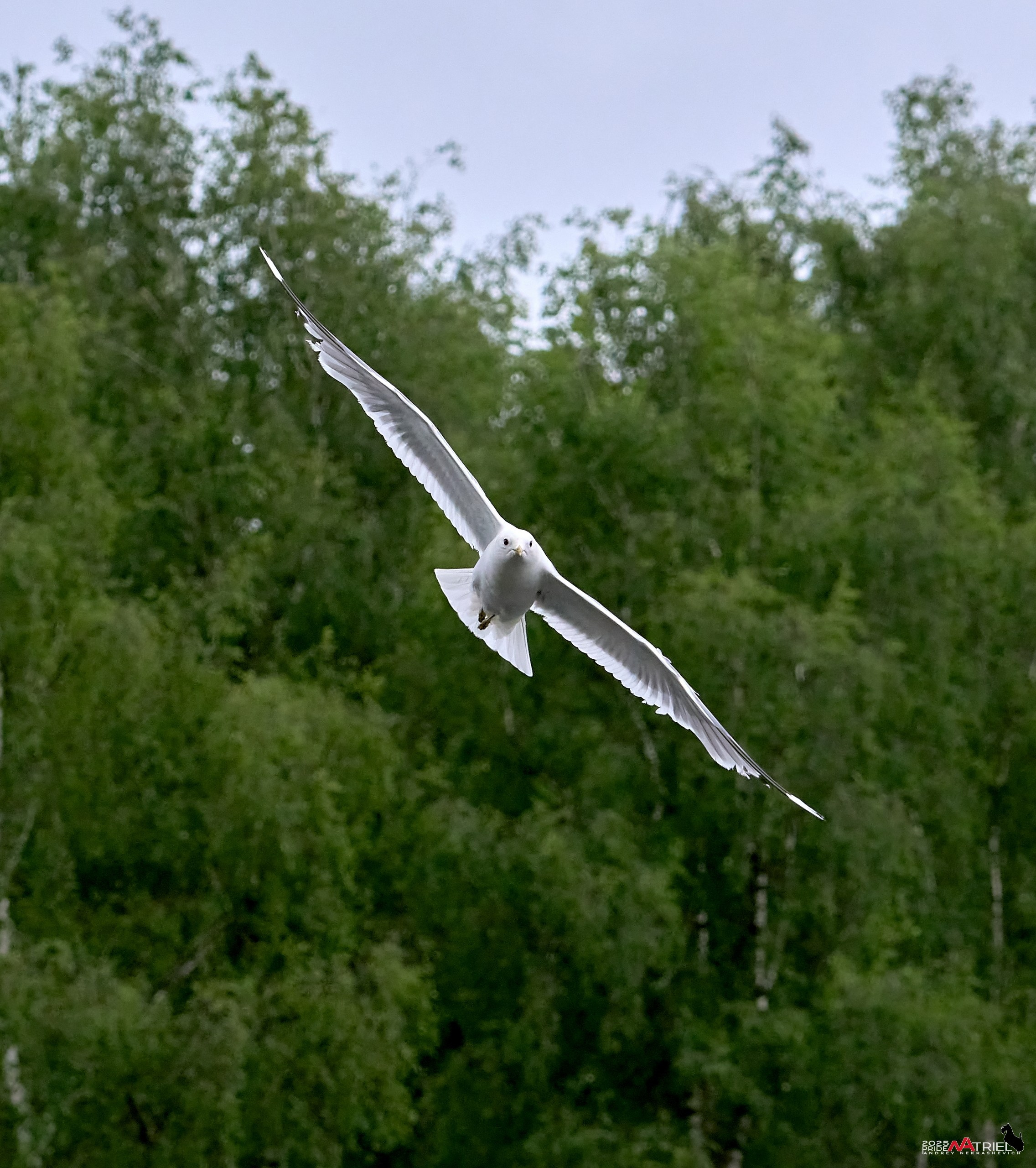 Съемка в парке на воде