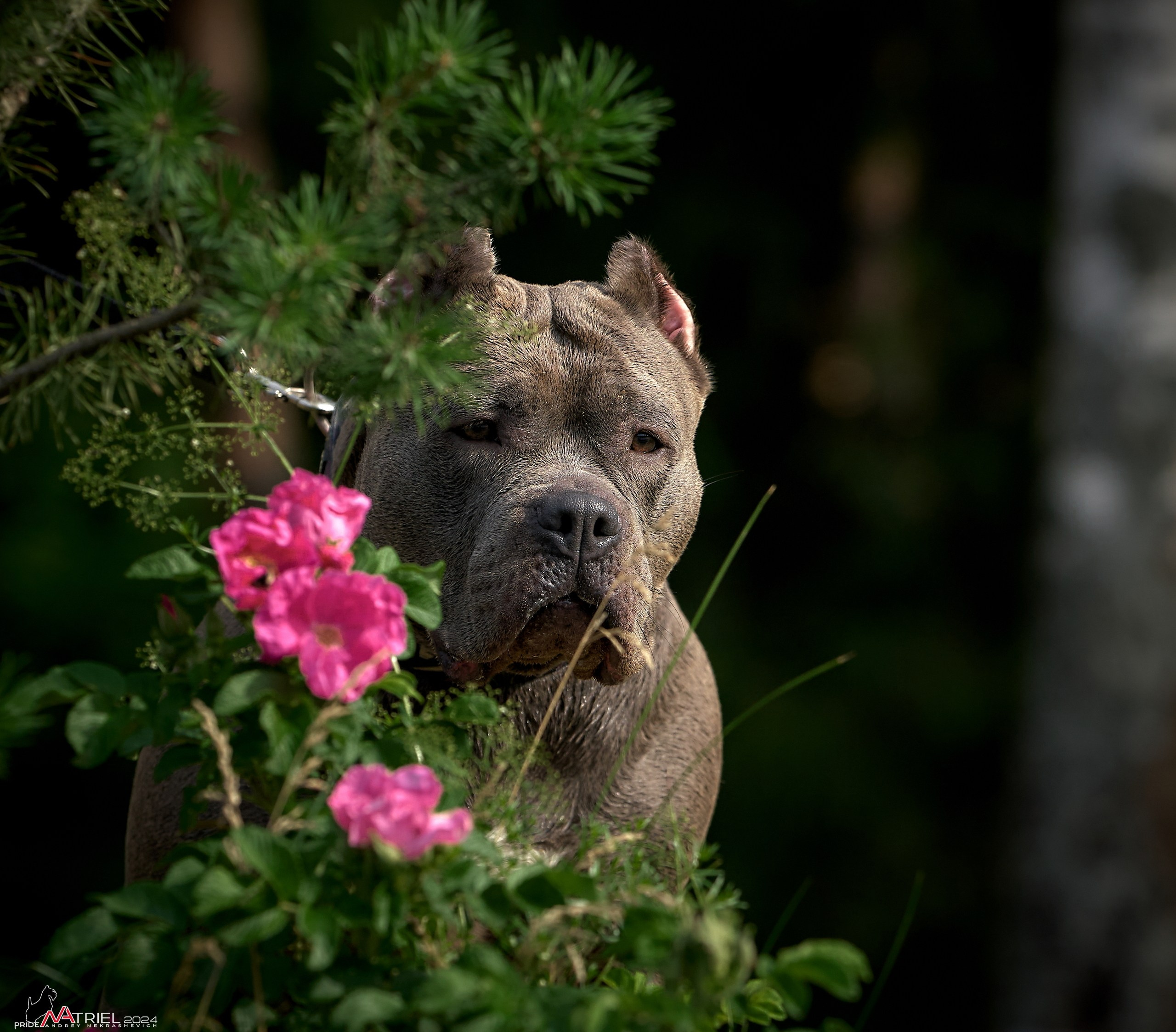 Фотопрогулка с булли