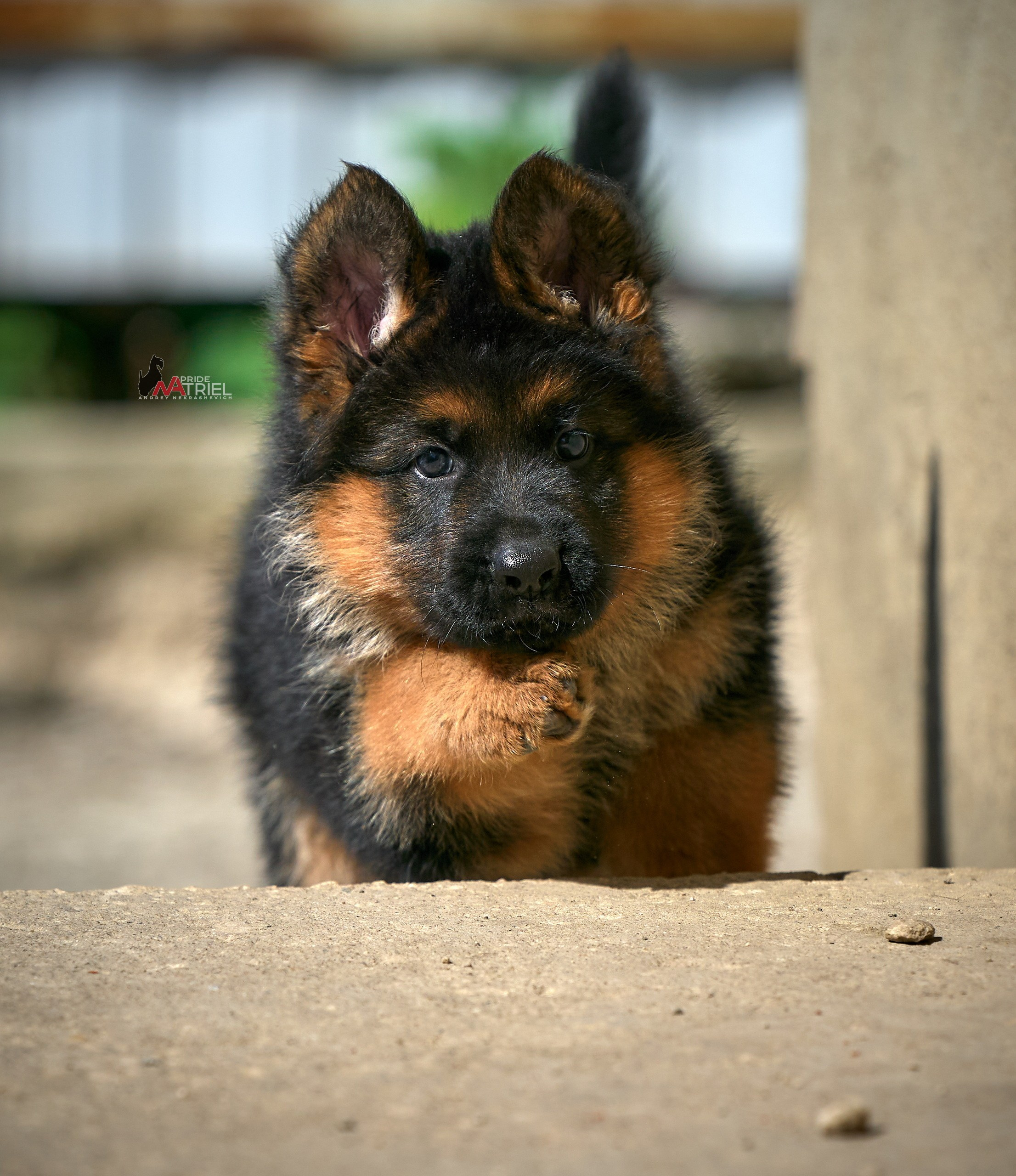 Щенки на прогулке — галерея NATRIEL