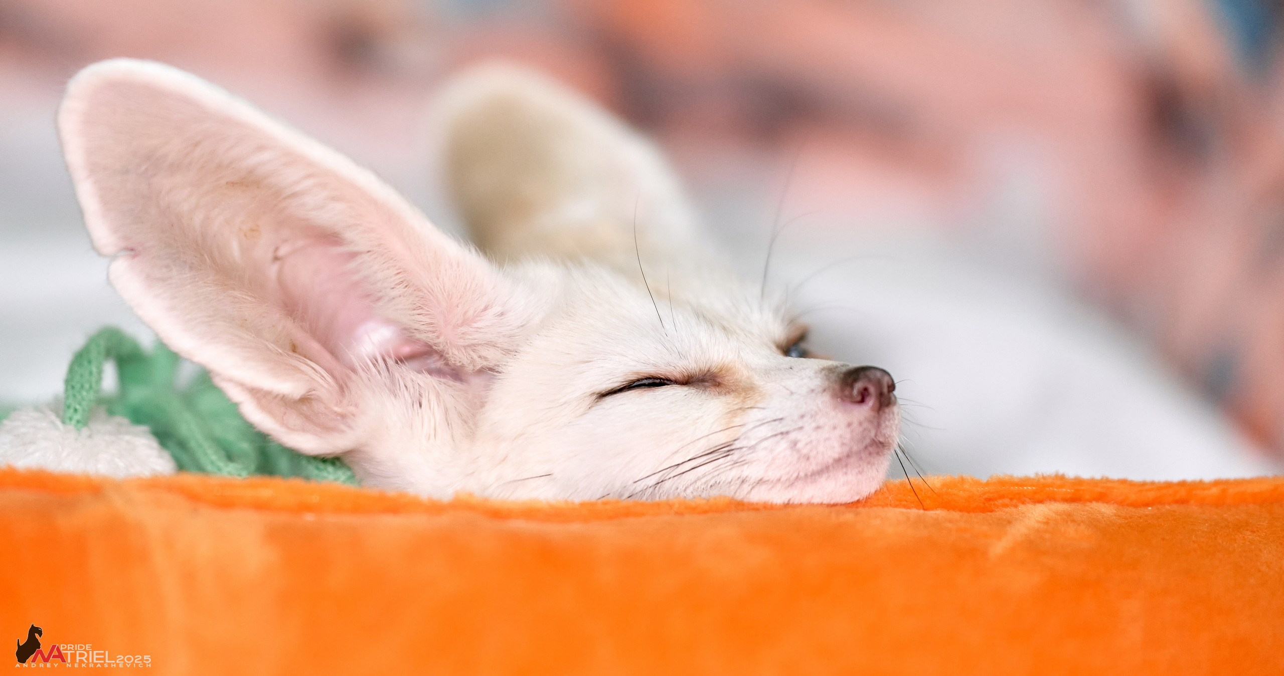 Репортаж с ЗООФЕСТ в Крокусе