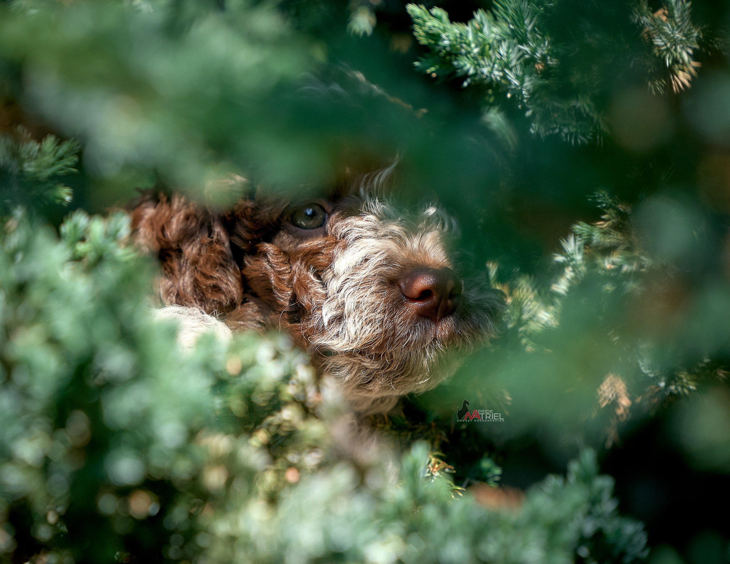 Щенки на прогулке — галерея NATRIEL
