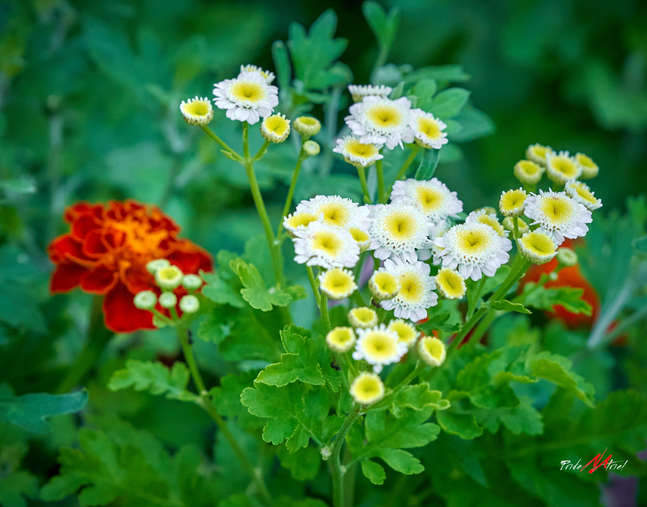 Лютики-цветочки — галерея NATRIEL