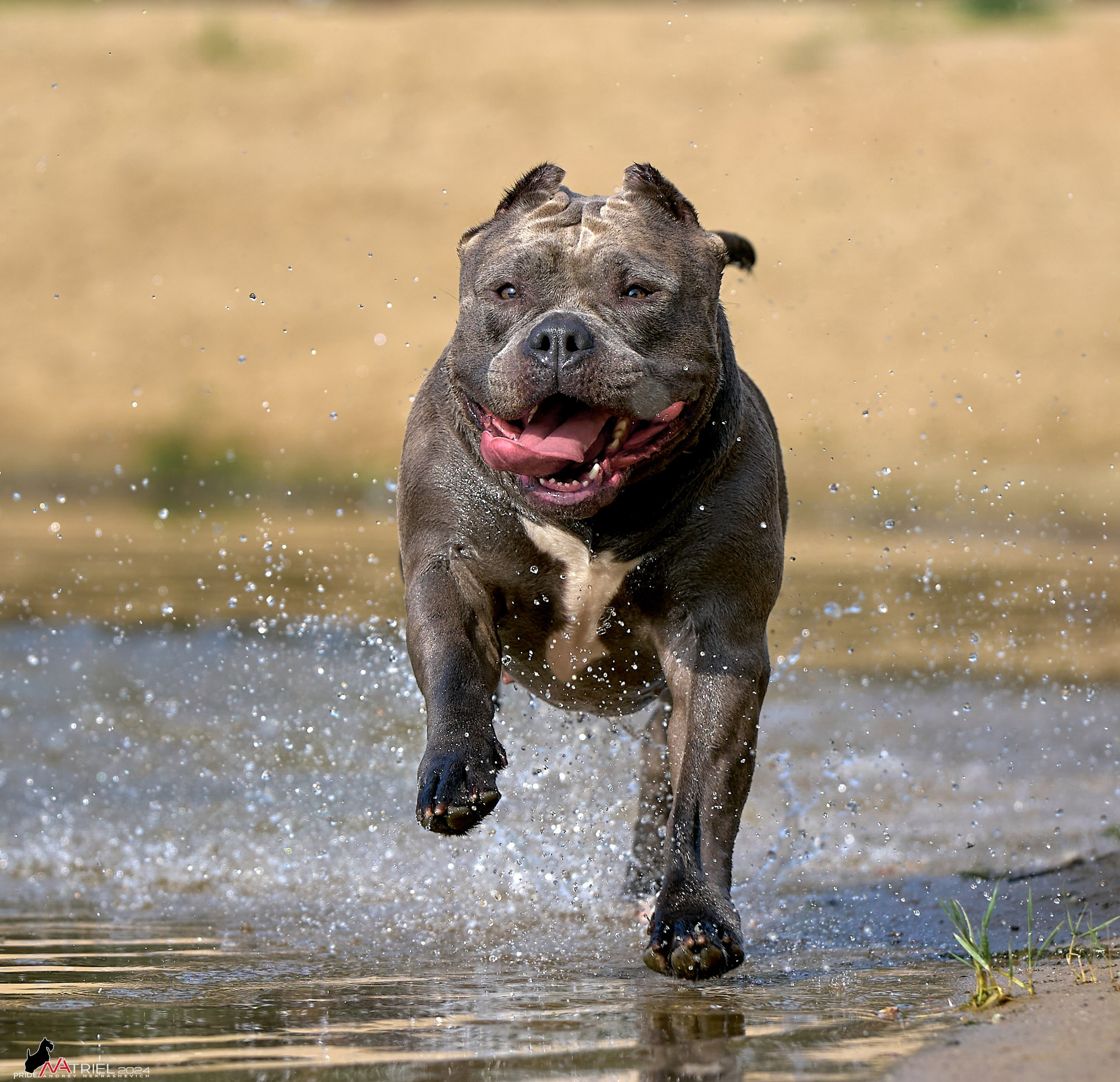 Фотопрогулка с булли