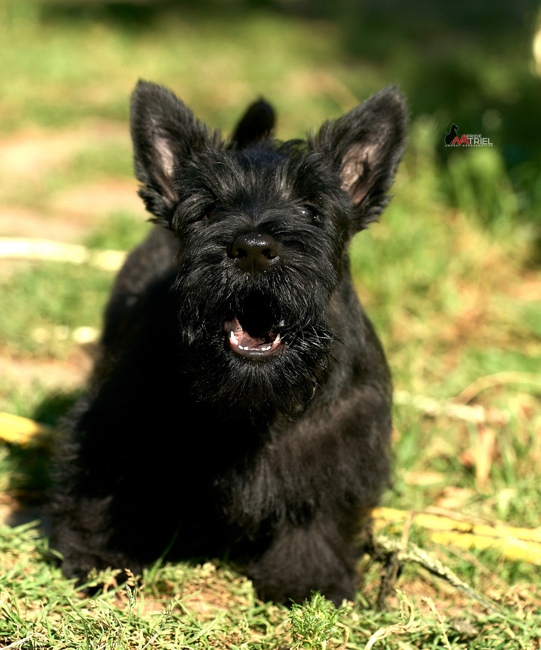 Щенки на прогулке — галерея NATRIEL