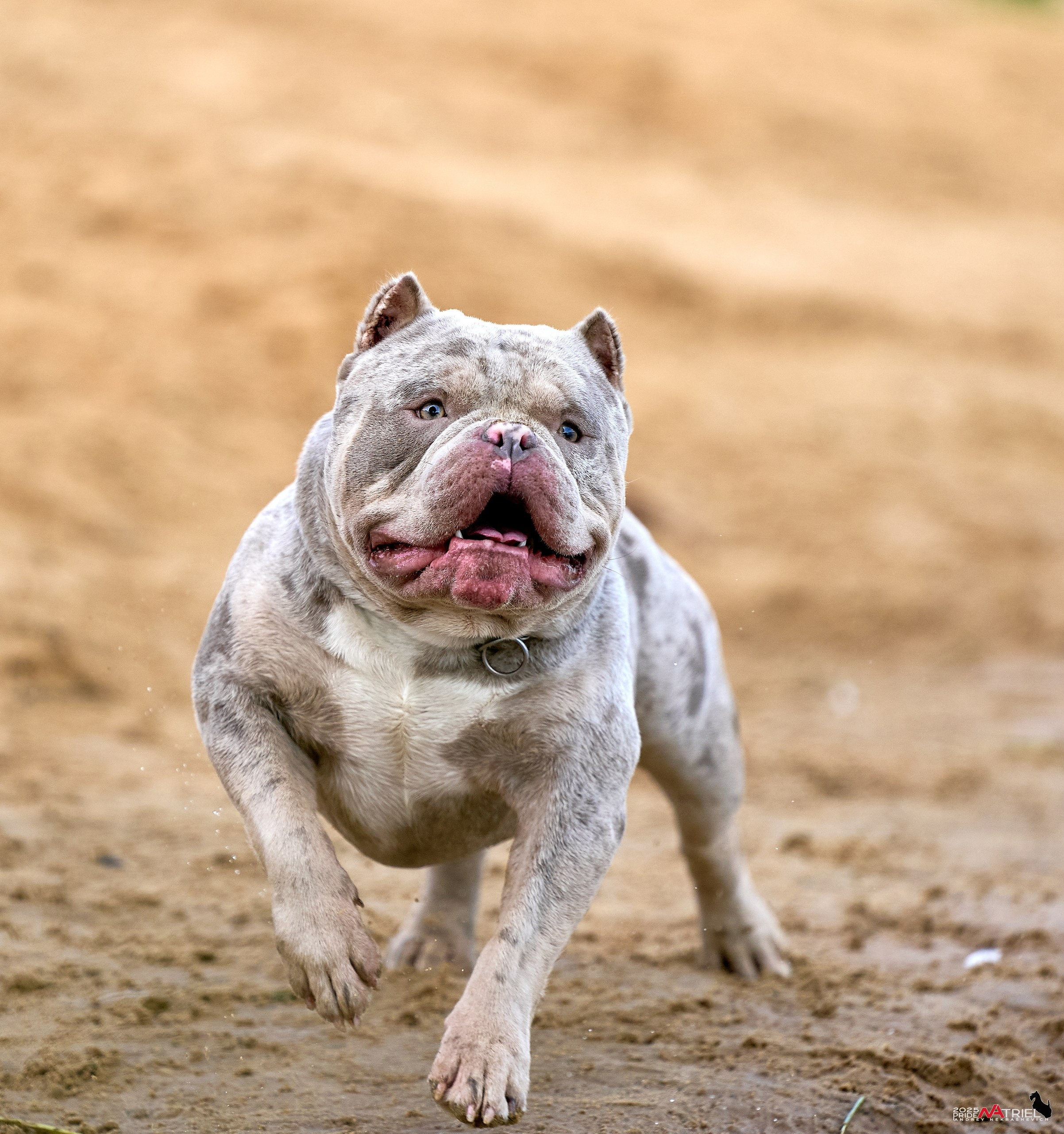 Съемка собак породы булли на природе