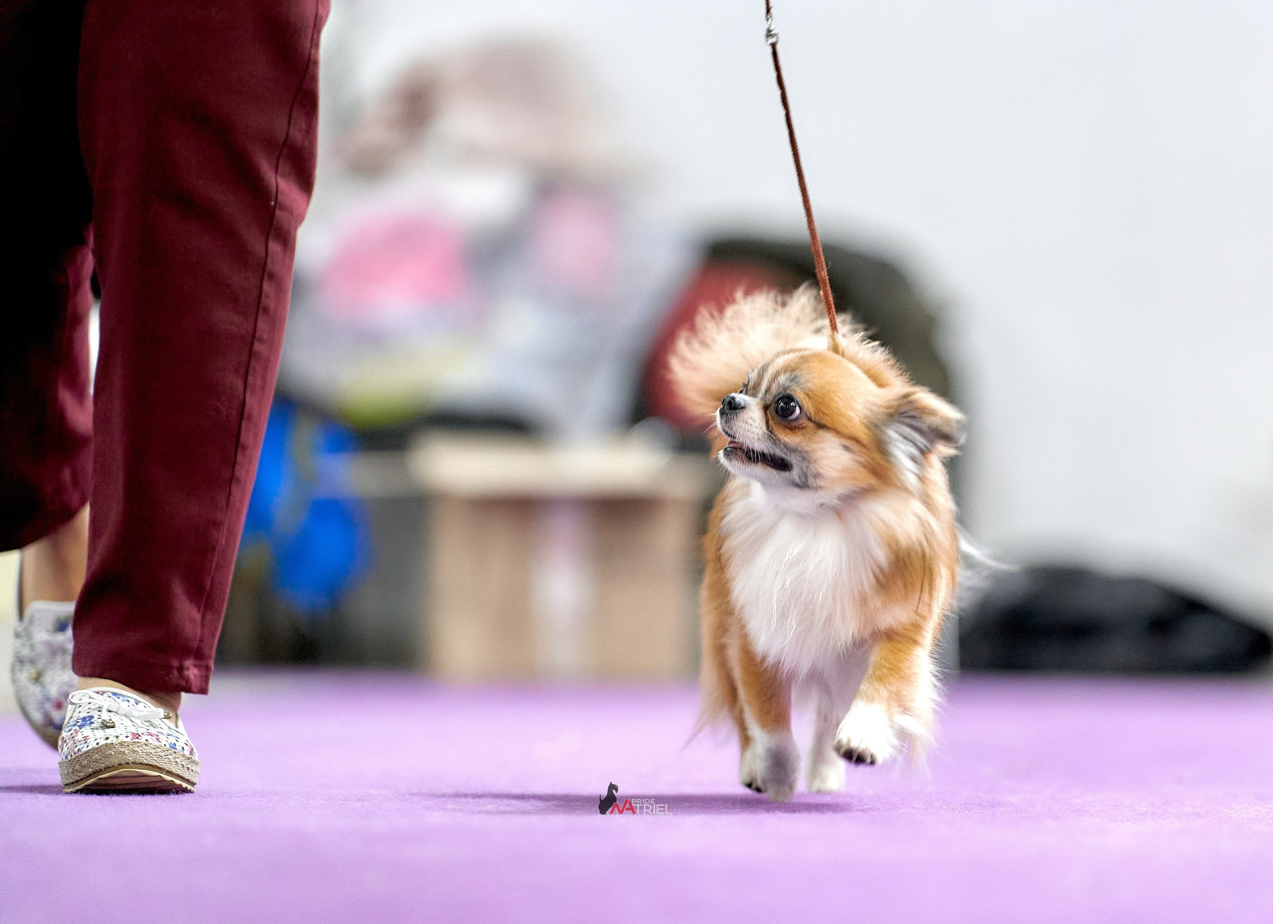 Работа в рингах — галерея NATRIEL