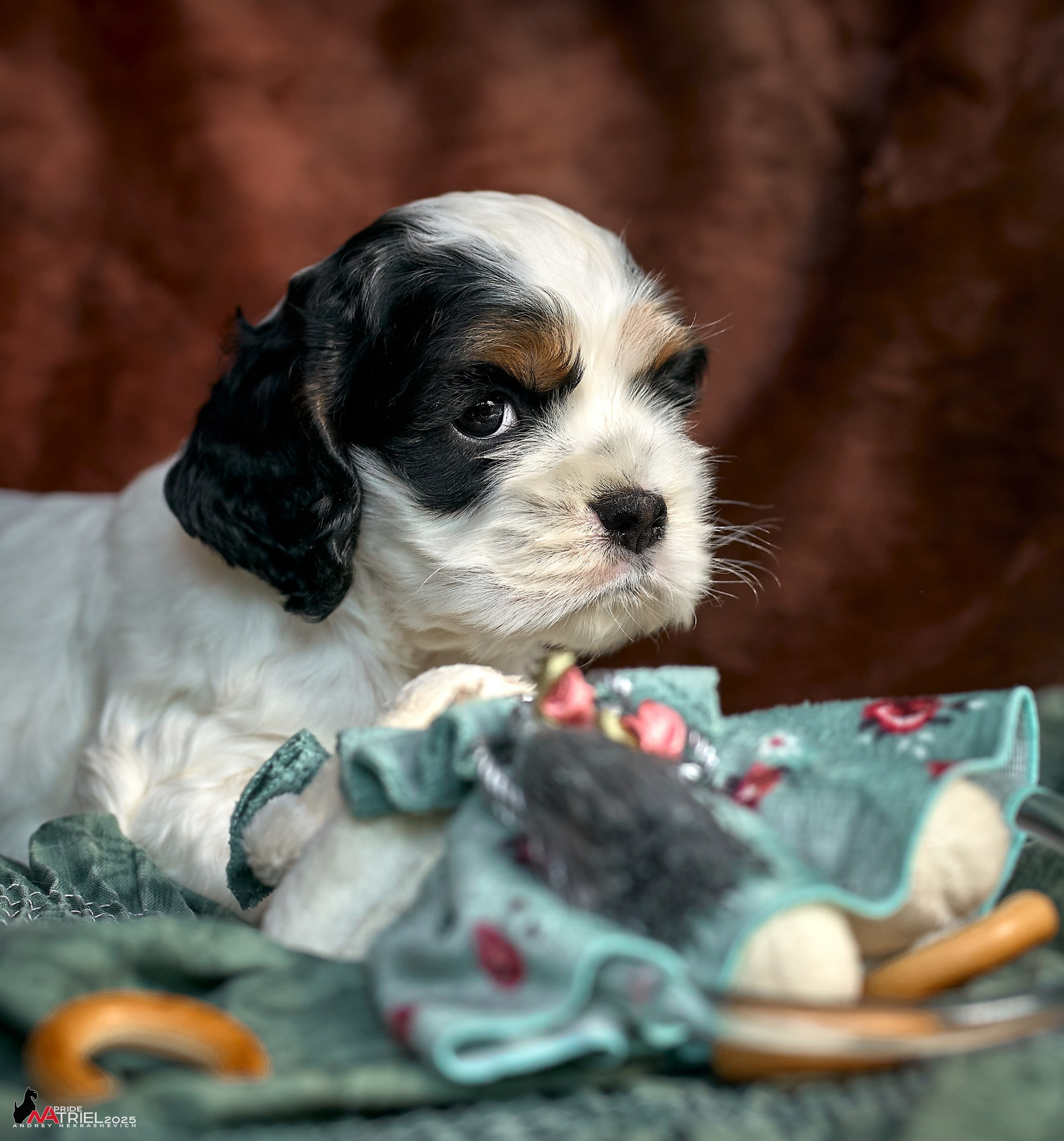 Щенки АмКокеров