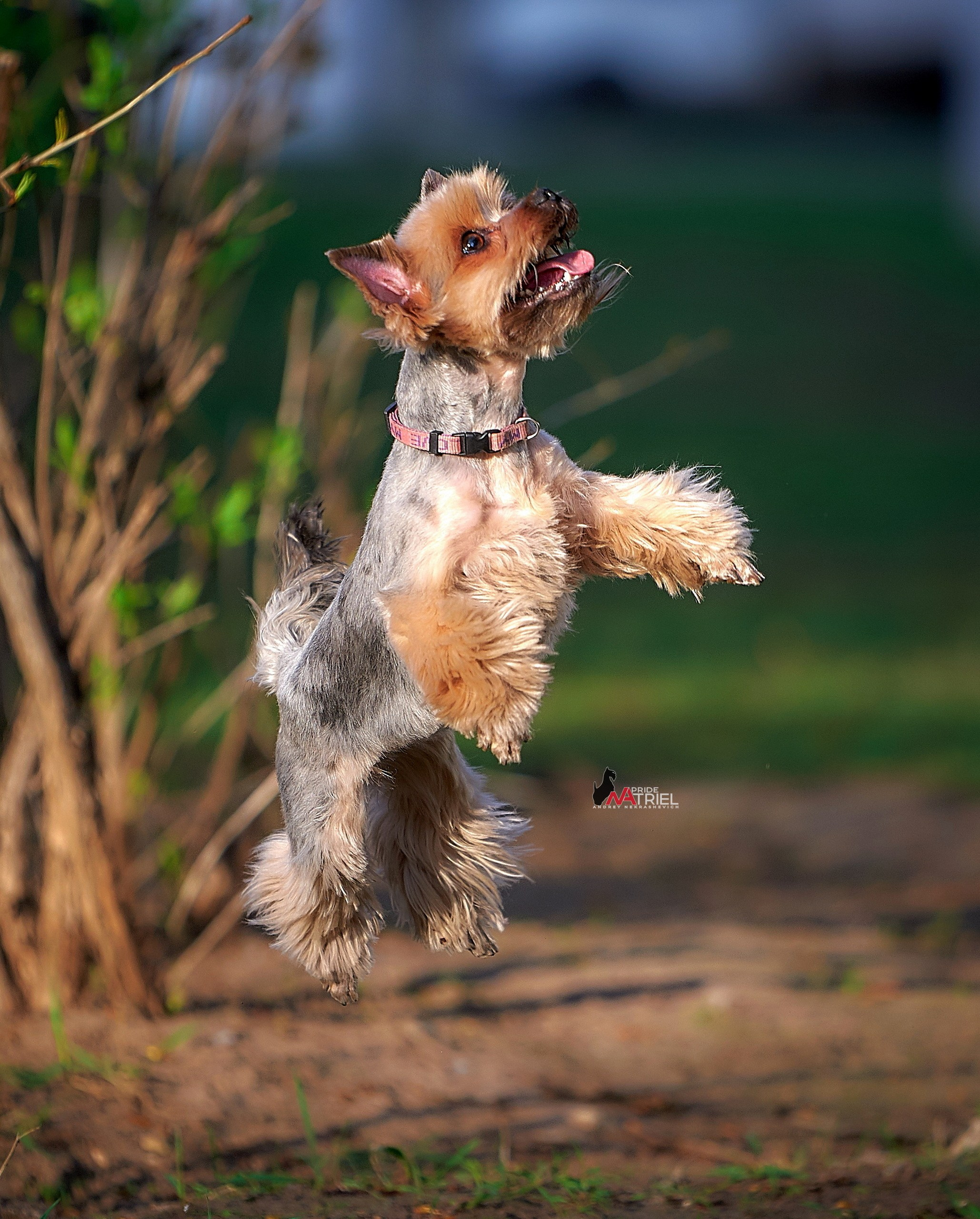 Прогулка в движении — галерея NATRIEL