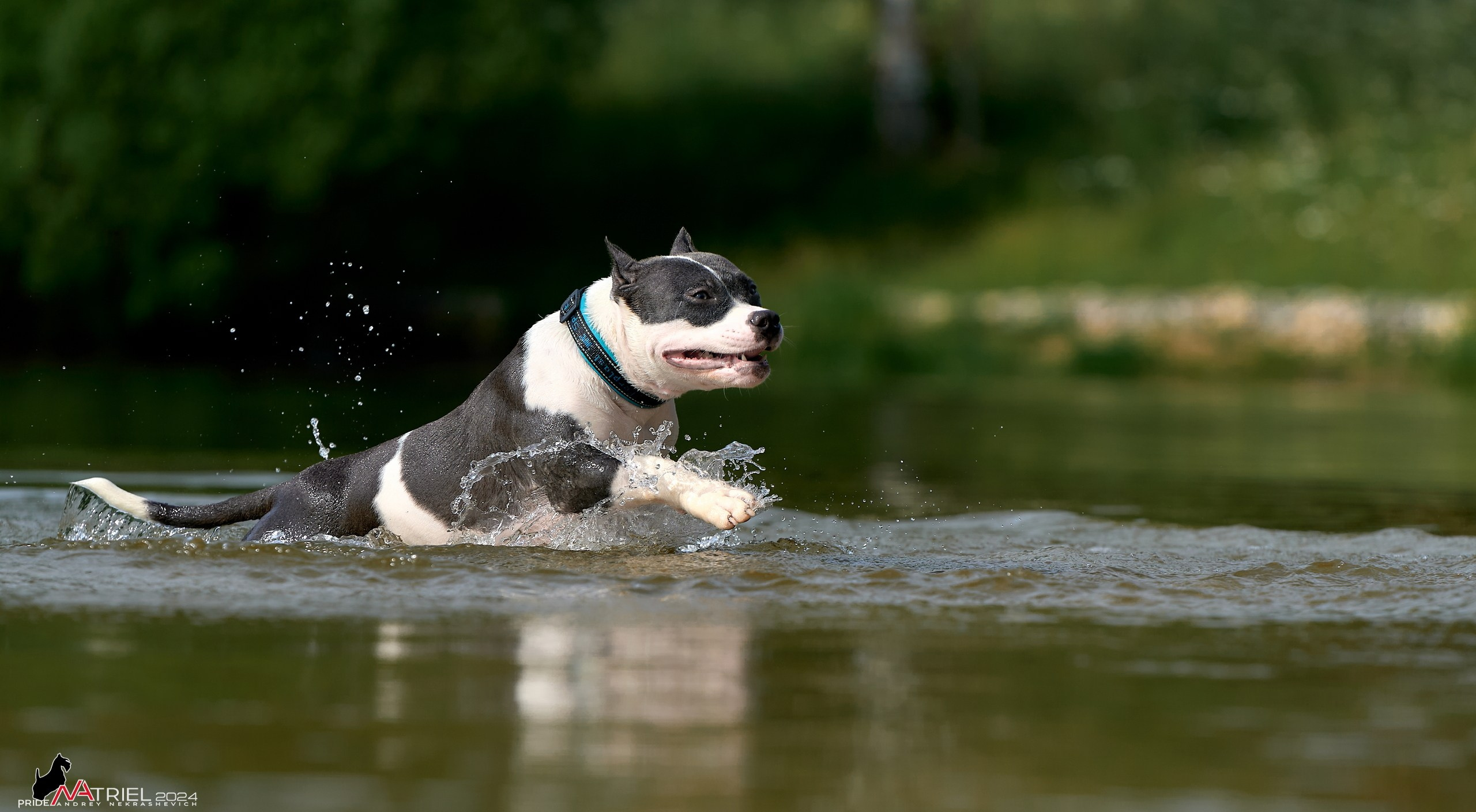 Фотопрогулка с булли