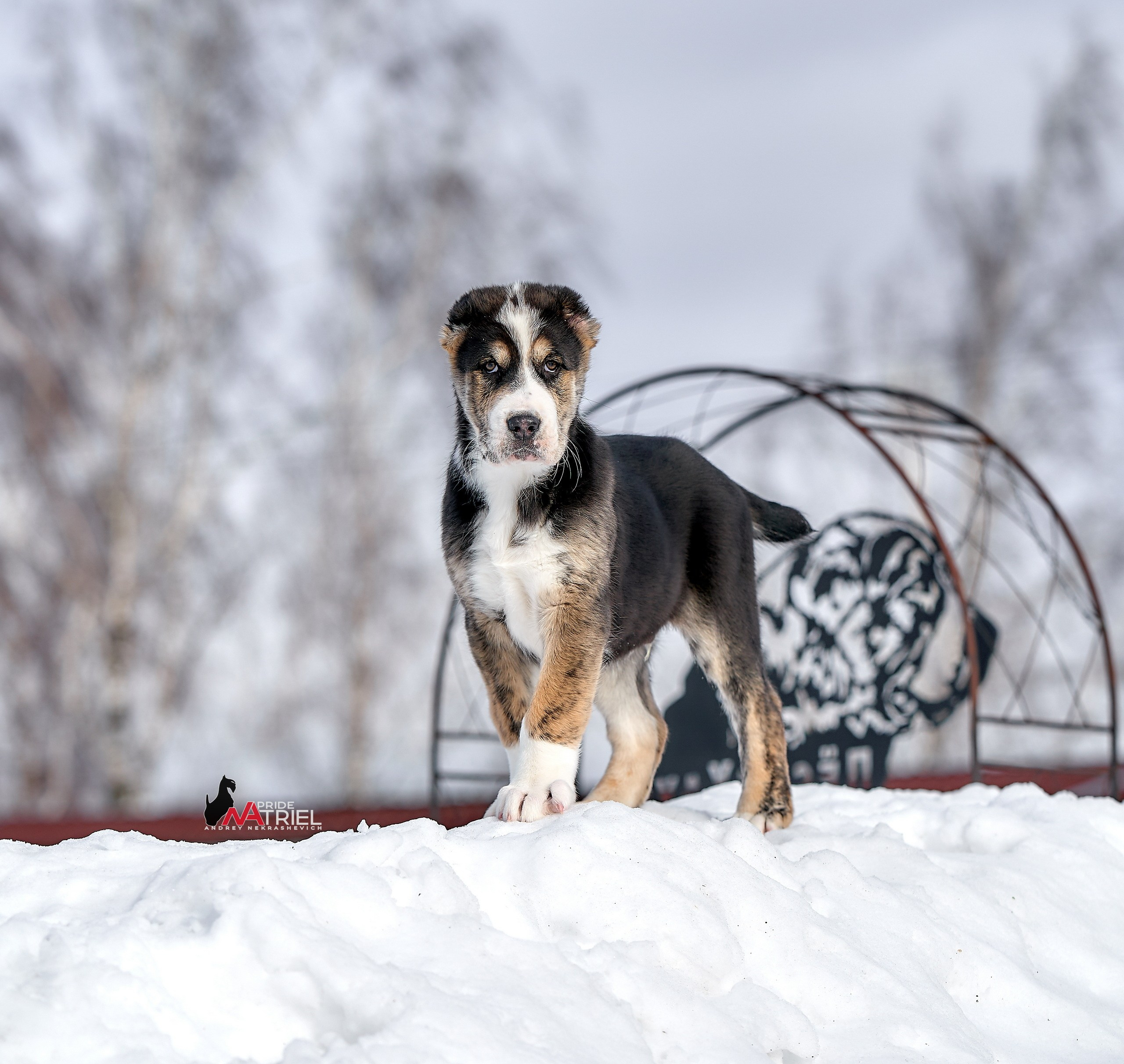Щенки на прогулке — галерея NATRIEL