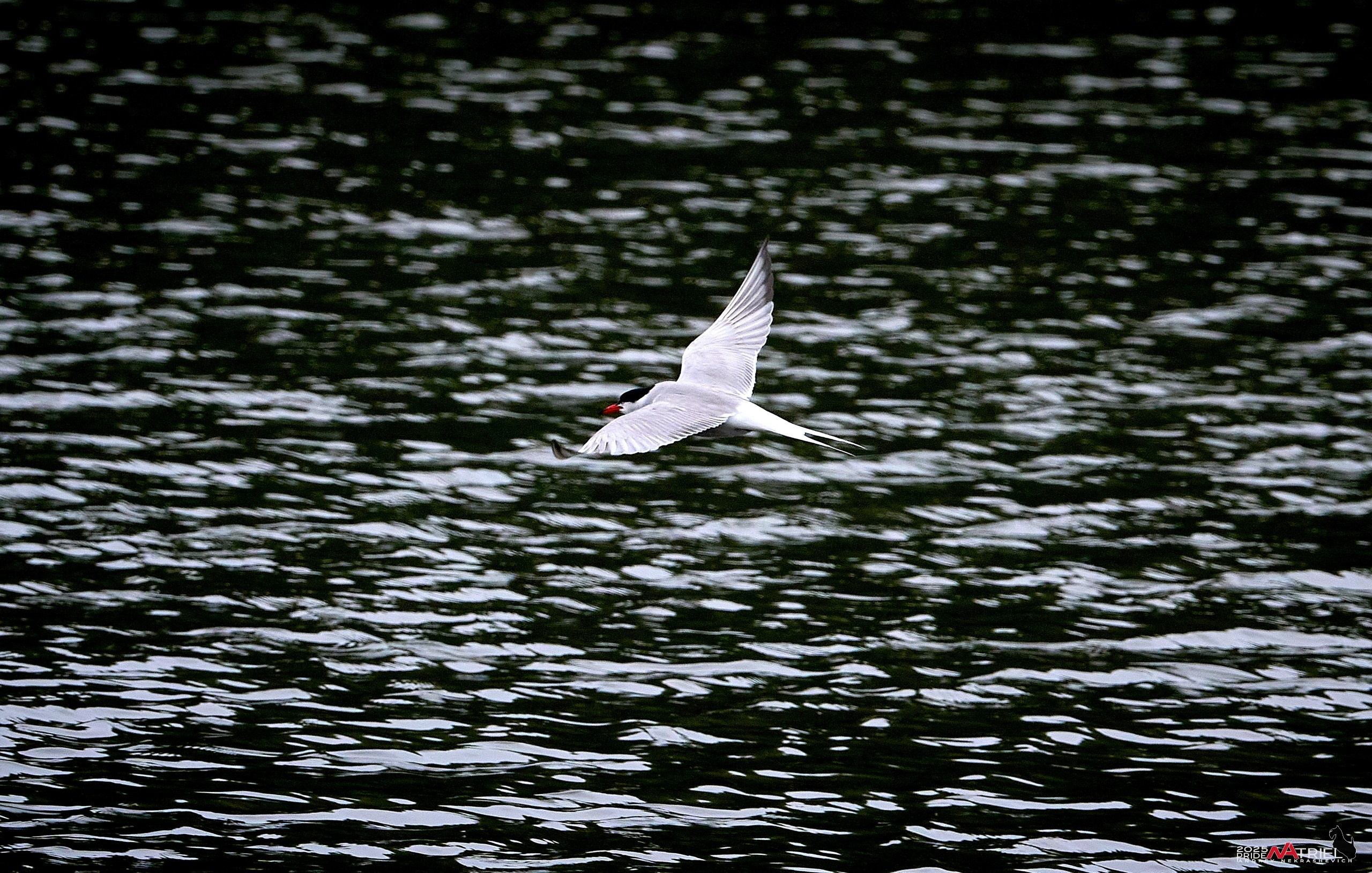 Съемка в парке на воде