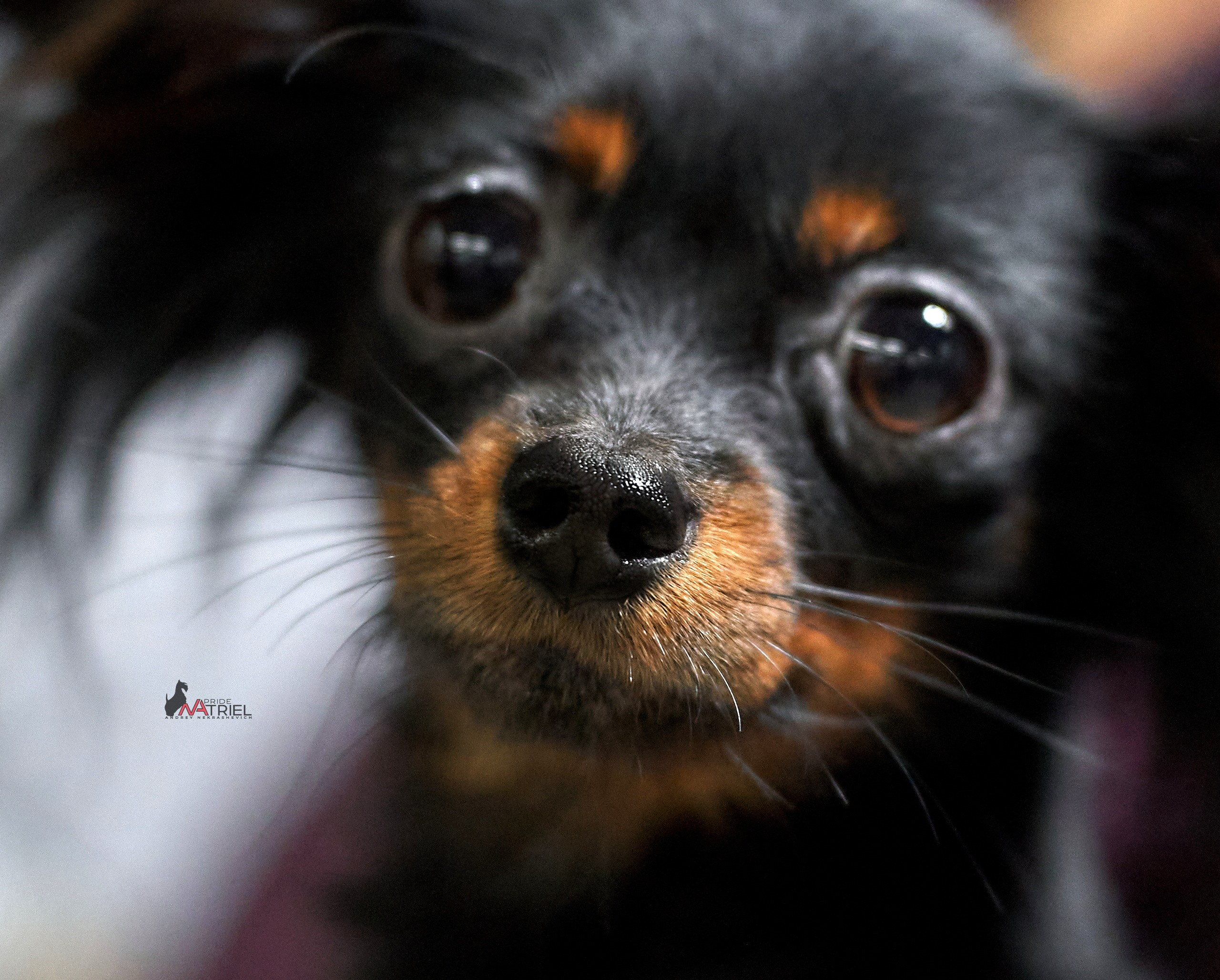 Портреты собак — галерея NATRIEL