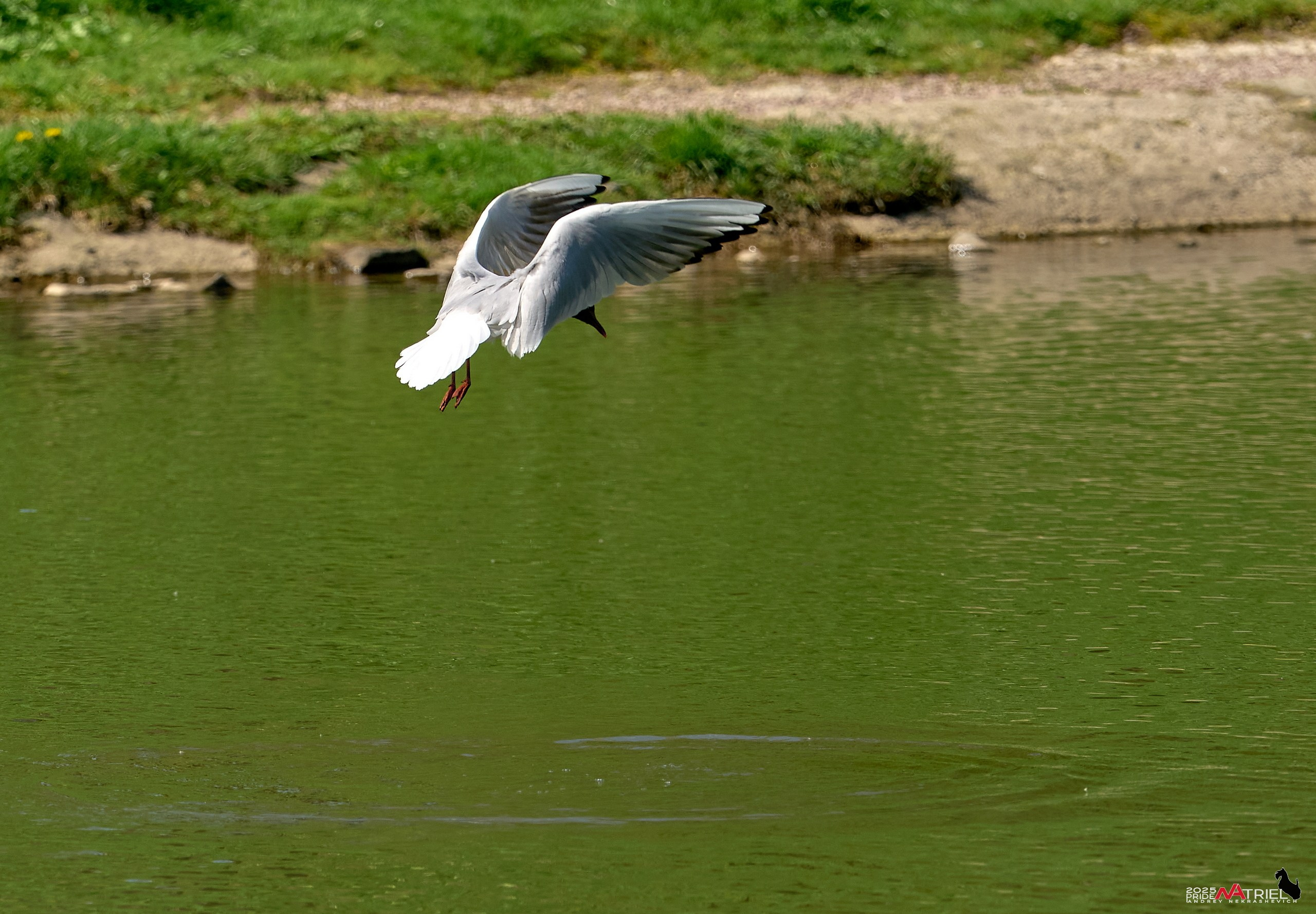 Птички и цветочки