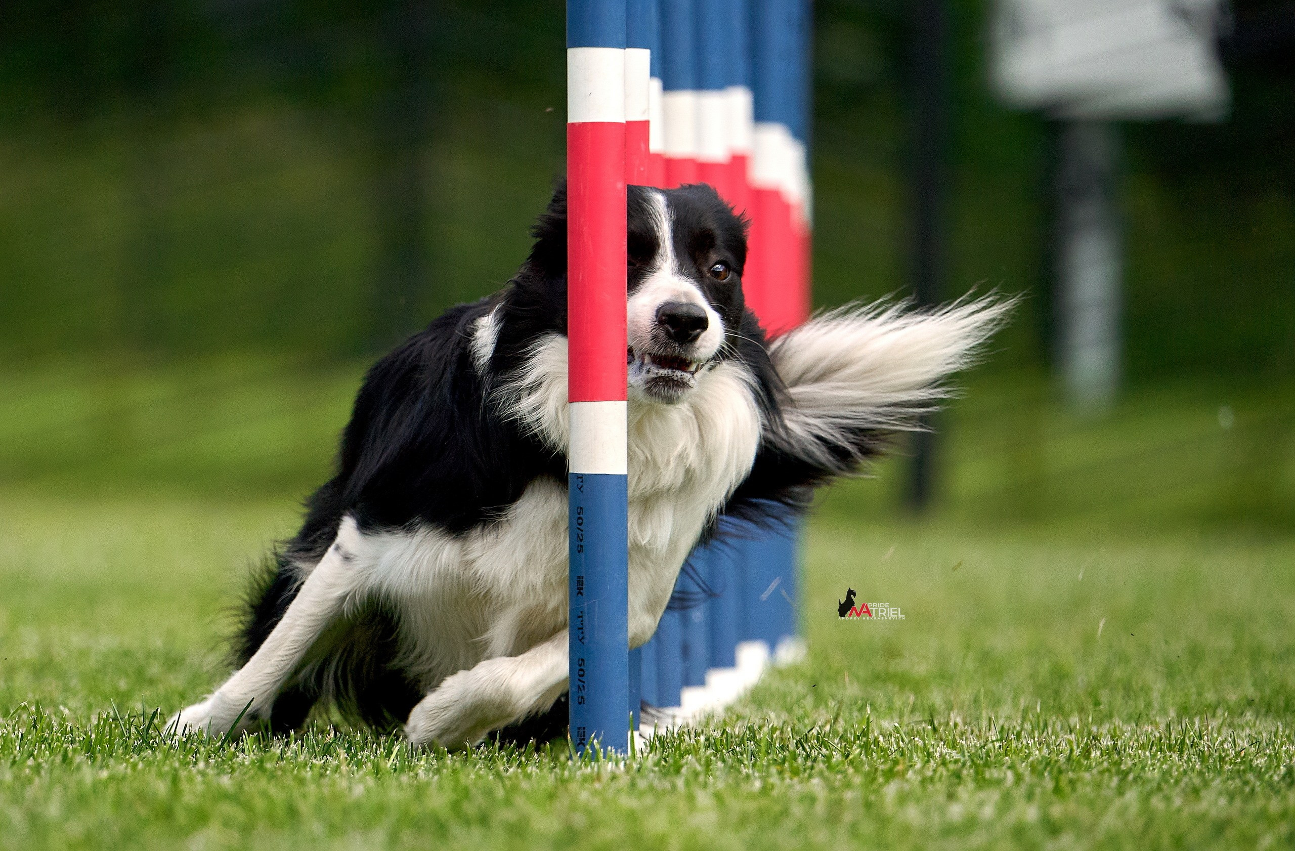 Аджилити — галерея NATRIEL