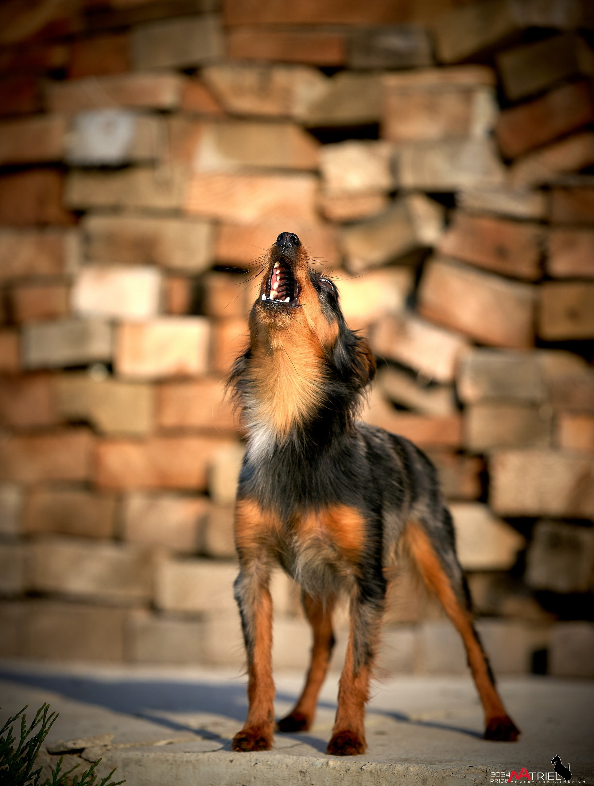 Фотопрогулка с крысариками