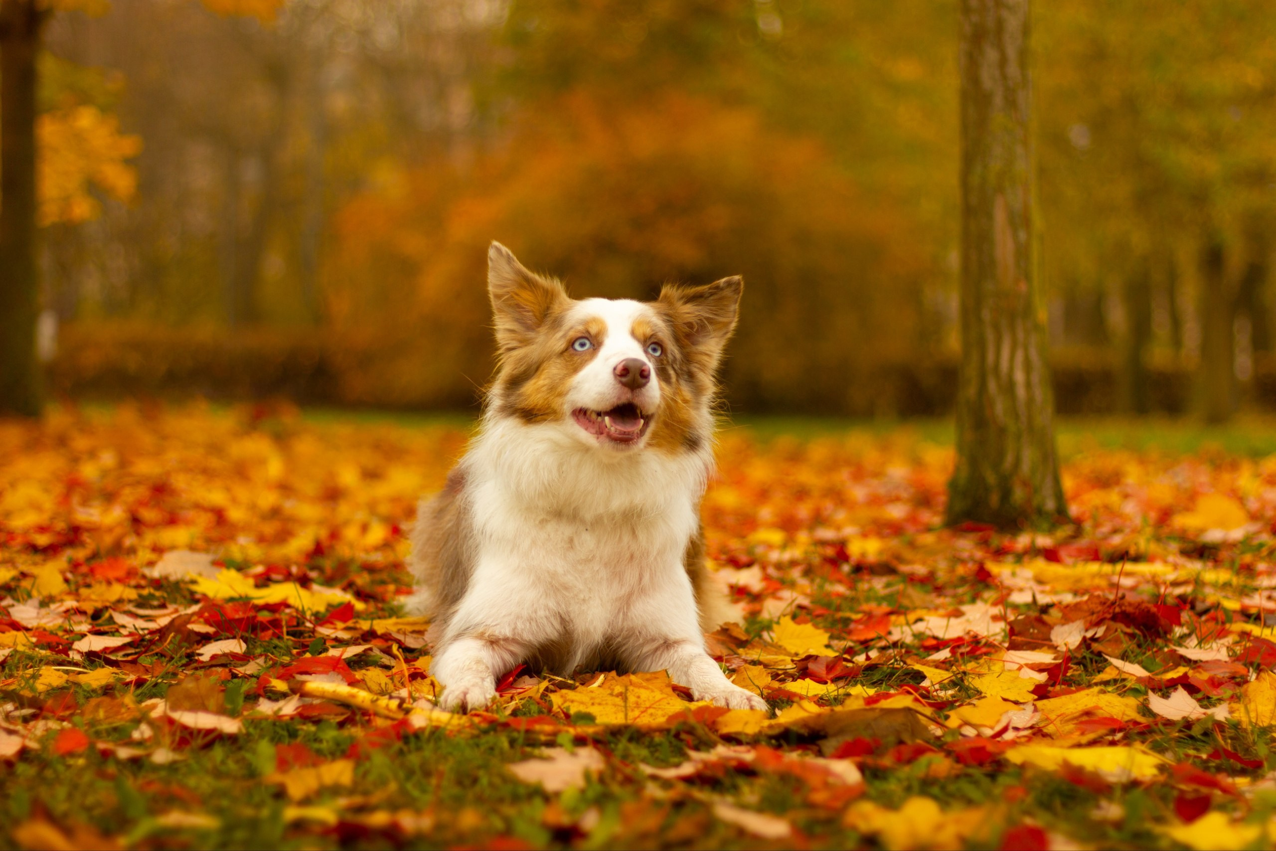 Анималистика. Никита Соловьев | Фотограф в Санкт-Петербурге