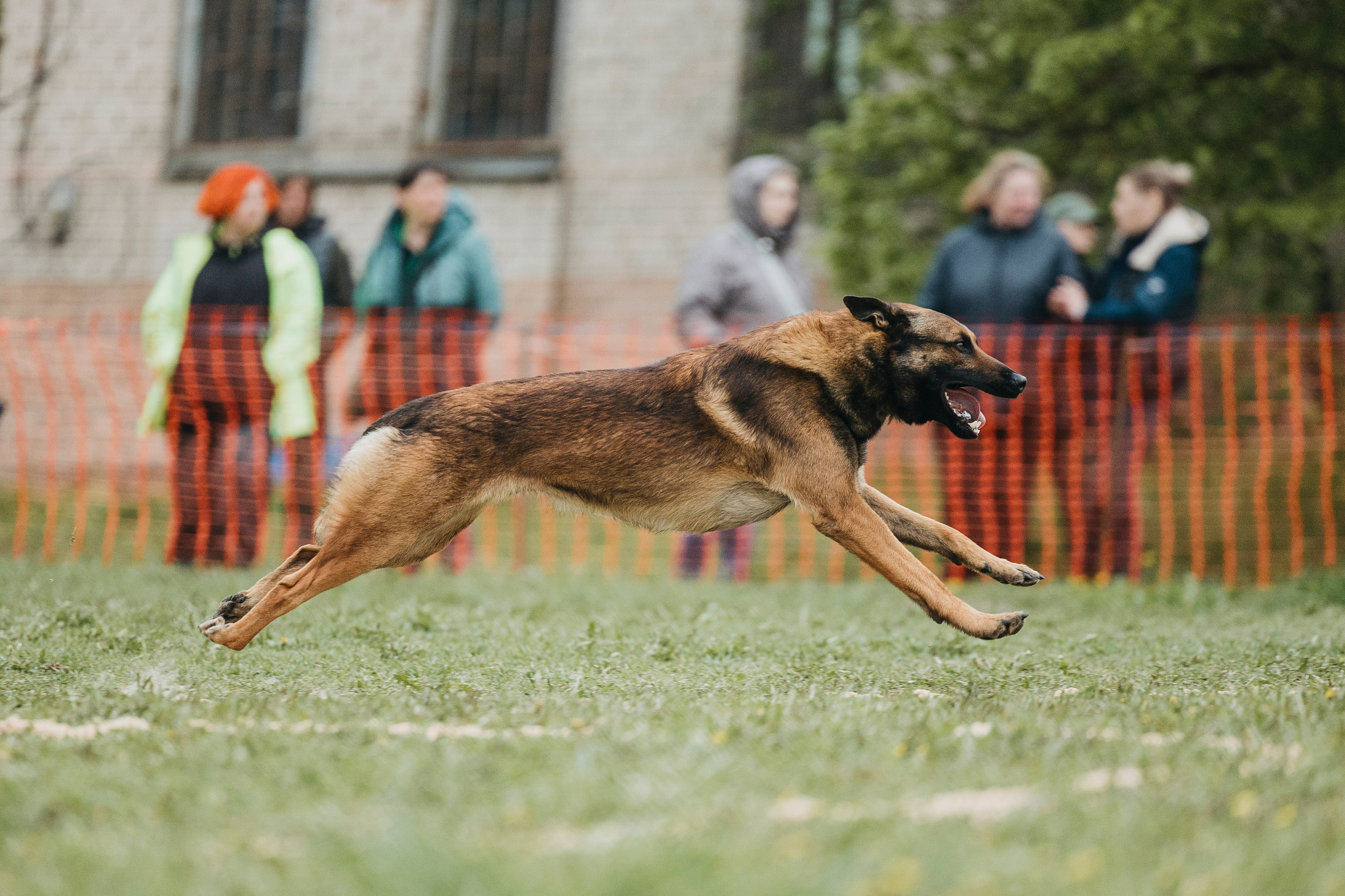 26.05.25 г. Пушкин квалификационные соревнования. Фотограф-анималист Анна Маринич