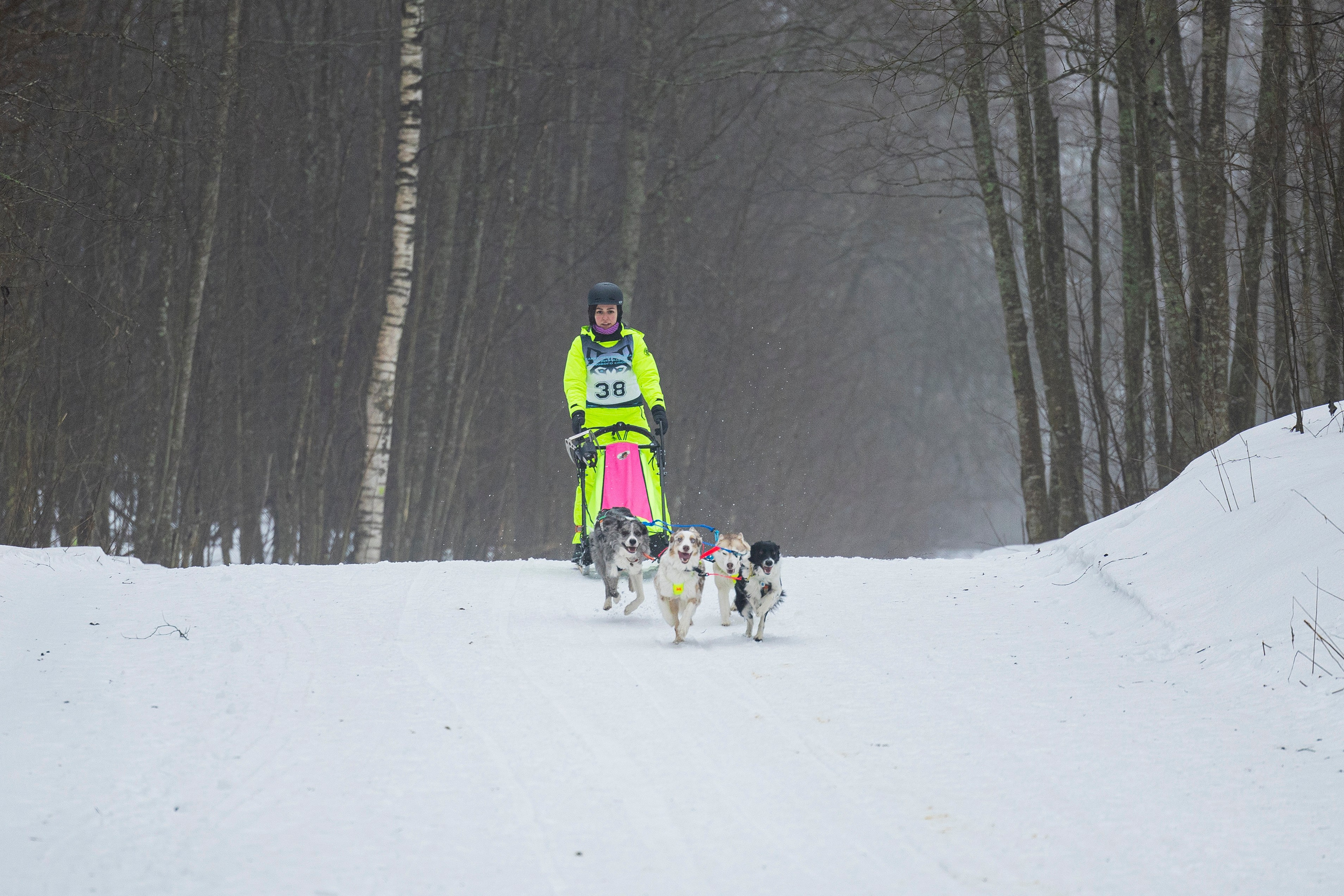 Зимний Чемпионат Санкт-Петербурга по ездовому спорту. Фотограф-анималист Анна Маринич