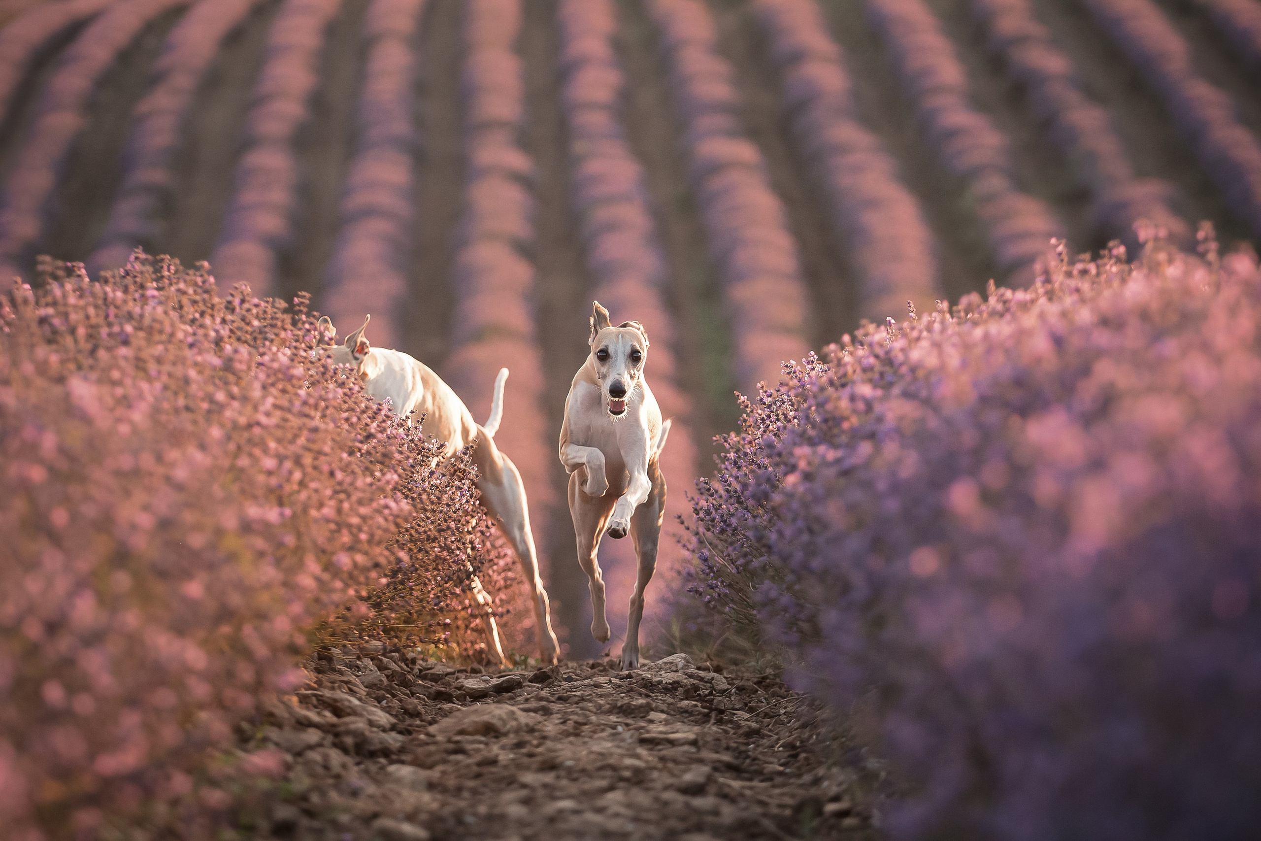 Уиппеты на лавандовом поле в Крыму. Фотограф-анималист в Краснодаре Маша Мельникова