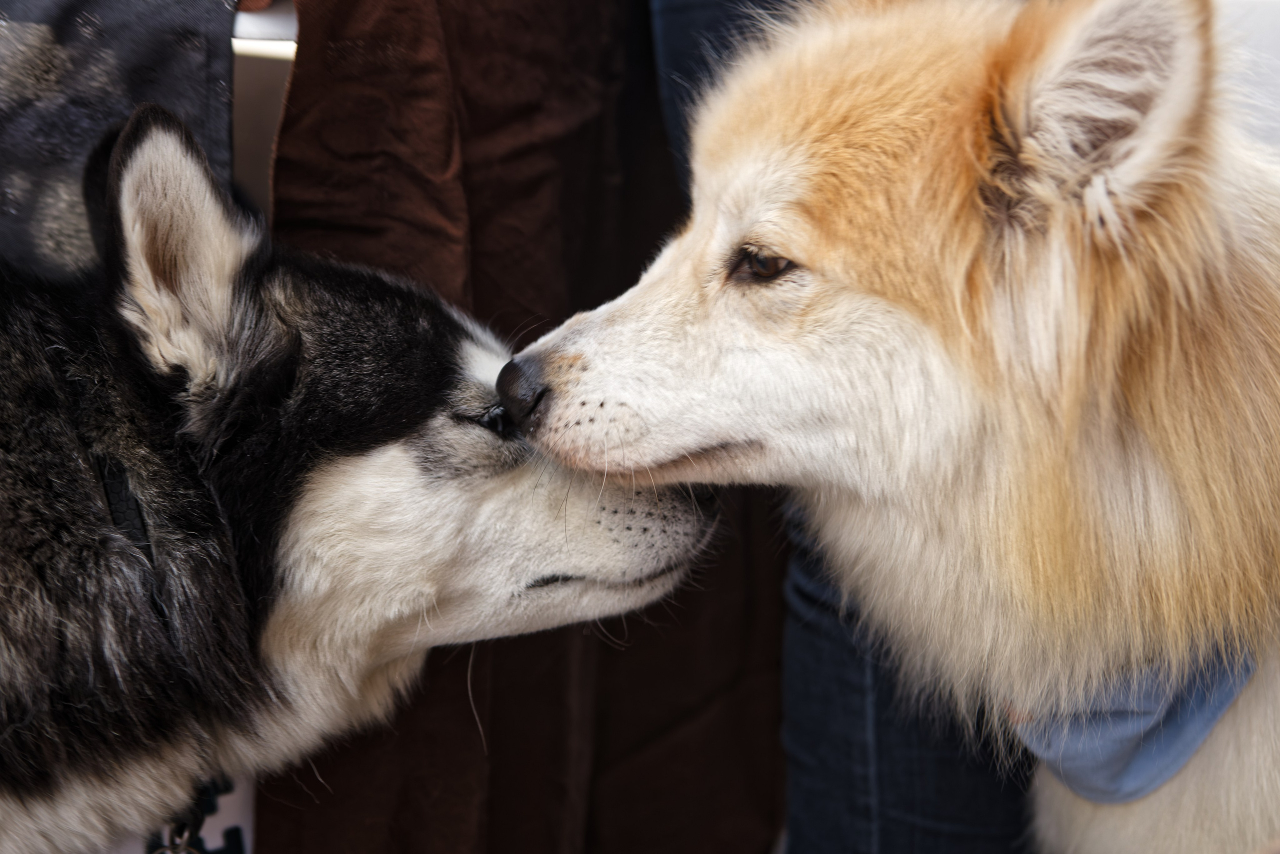 Мир животных. Репортажный и спортивный фотограф в г. Пермь Зильберг Павел