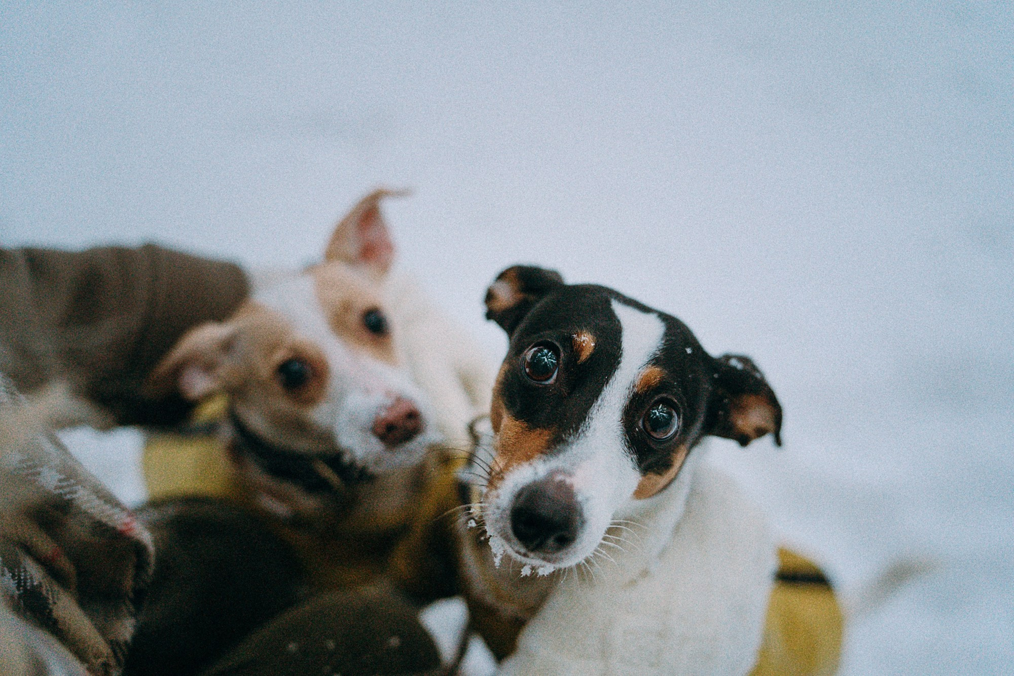 Алина, Ваниль и Элис. Фотограф анималист в Москве и Санкт-Петербурге Свиридова Анна
