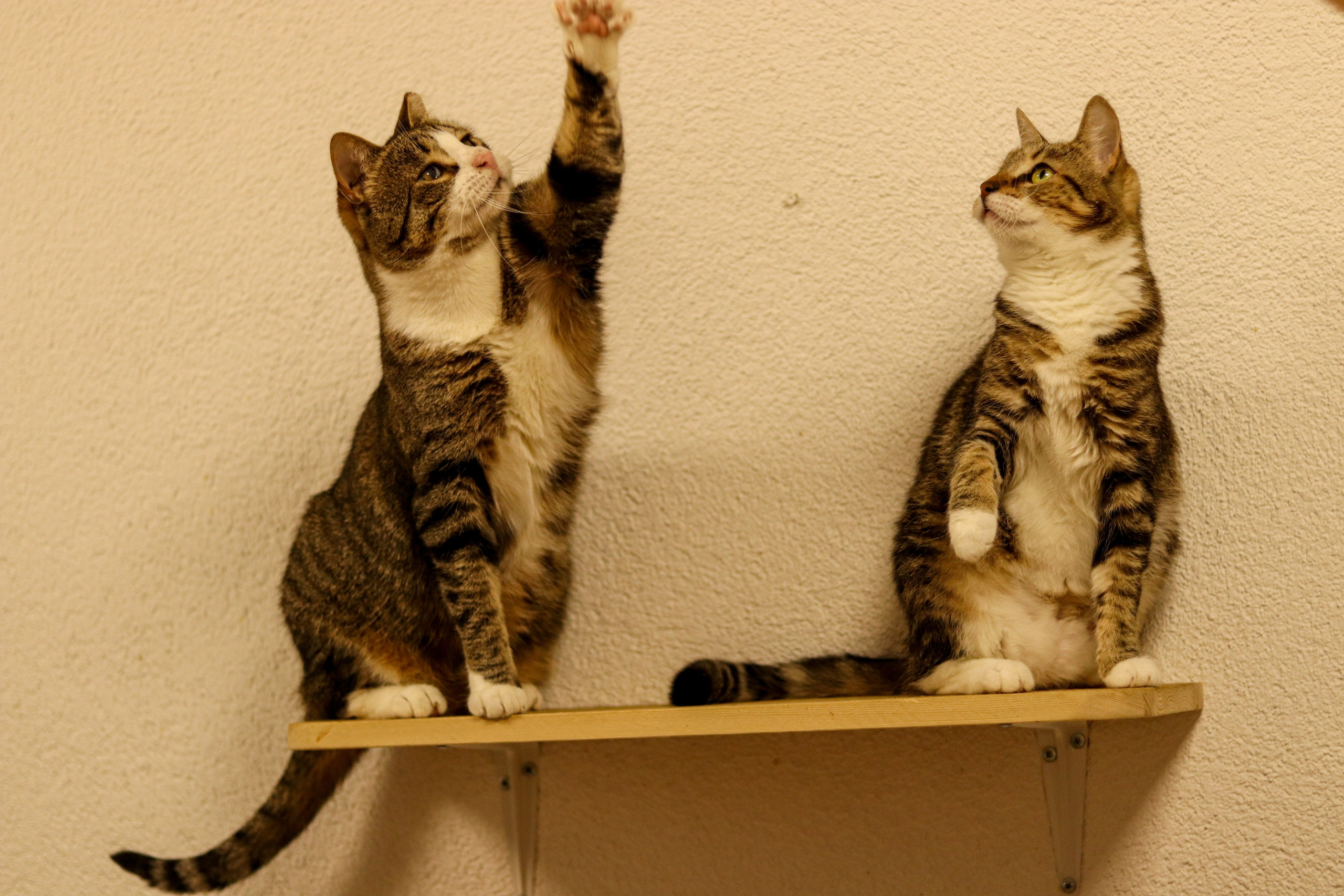 Петербургский дом кота (27 июня 2024). Ивентный фотограф в Санкт-Петербурге Олег Комков