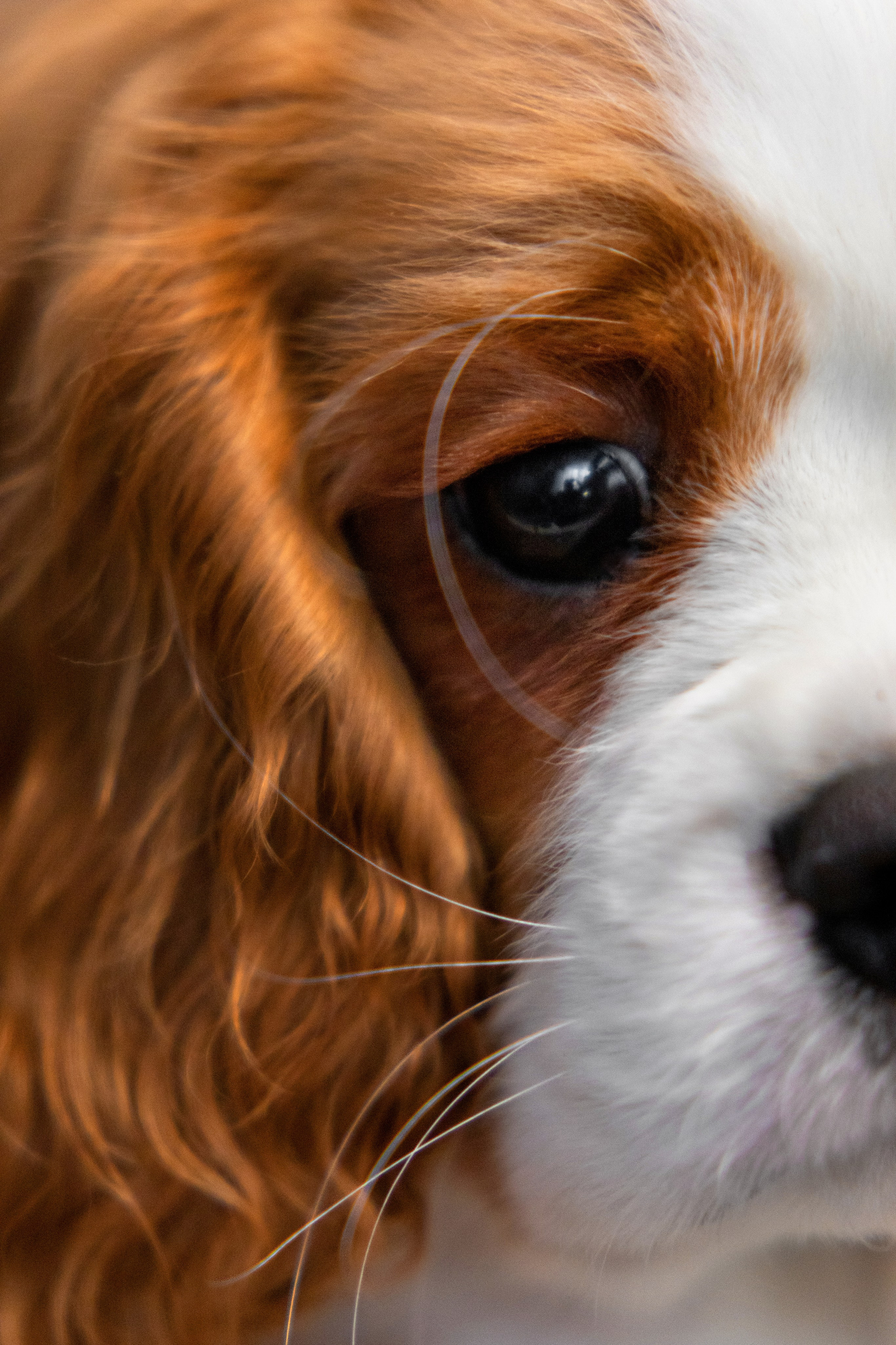 Щенки. Фотограф — анималист в Москве и области Ольга Петракова