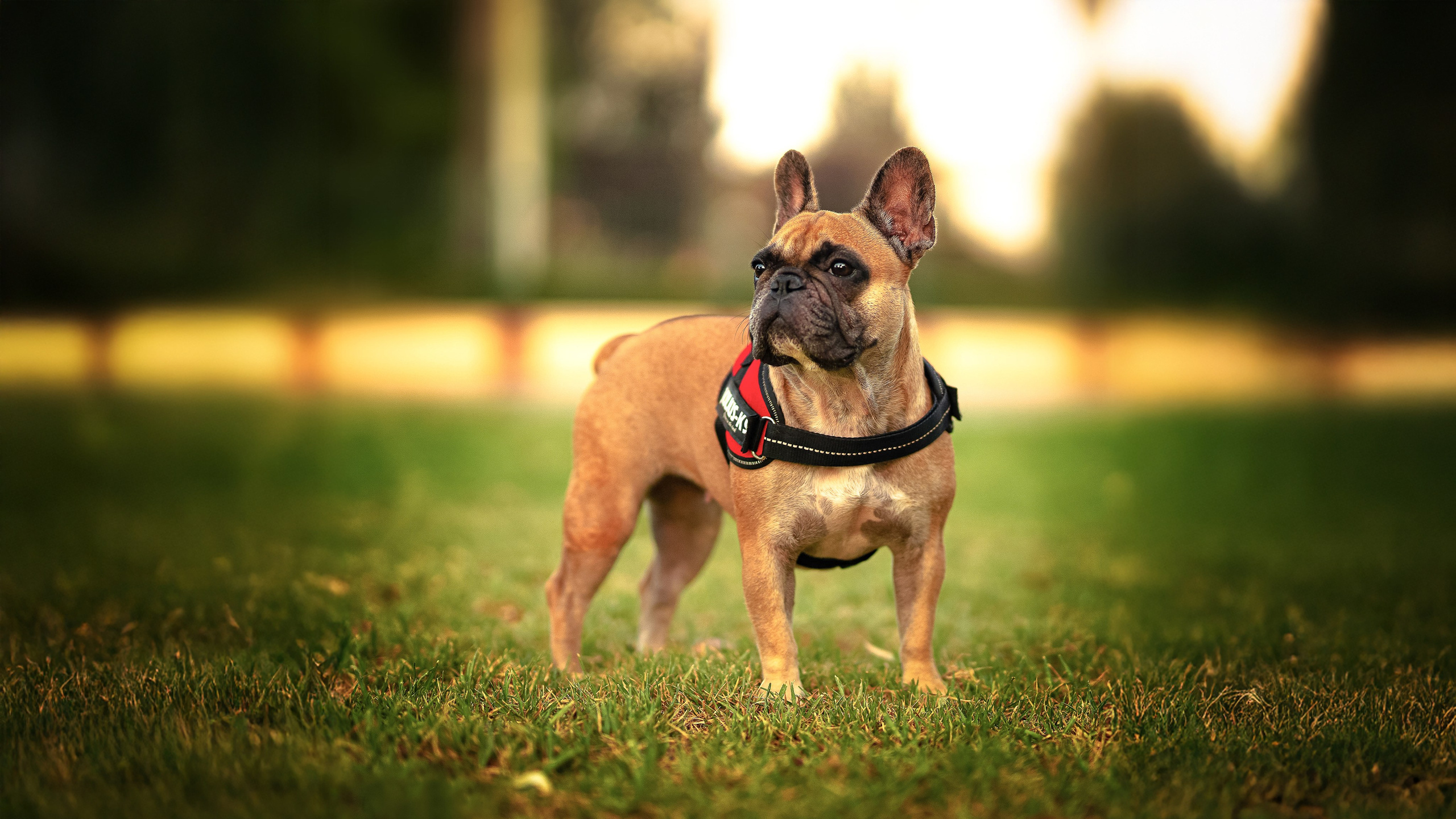 Собаки. Фотограф-анималист в СПб
