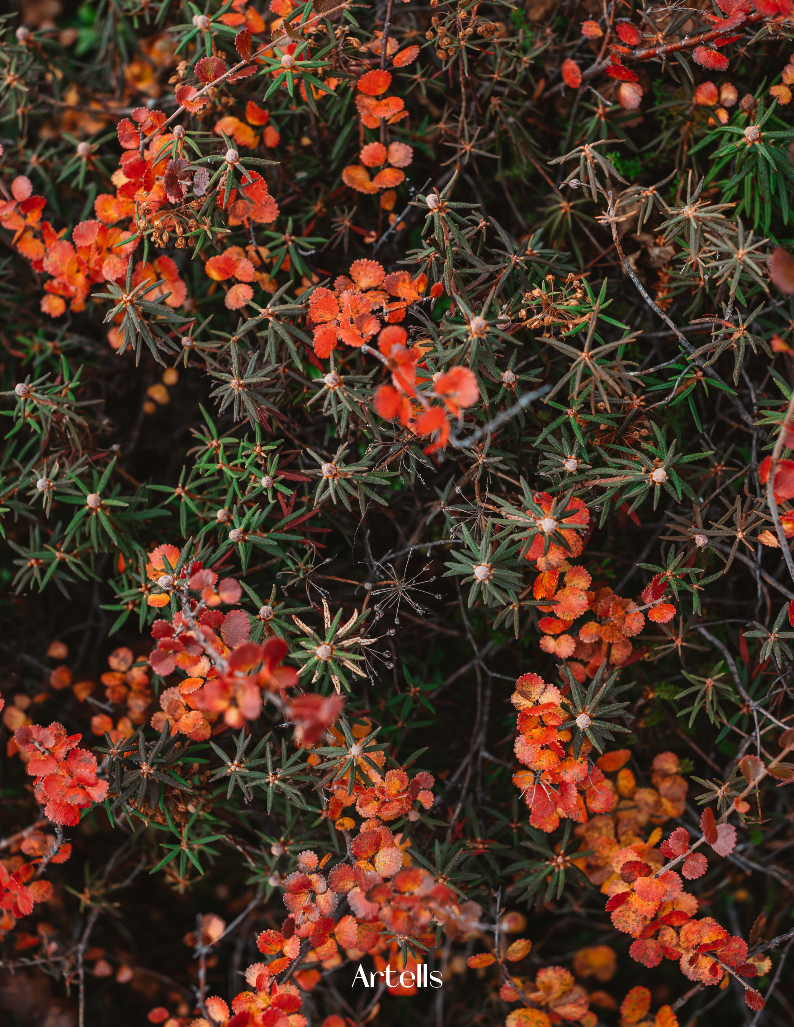 ARTELLS. Сейдозеро. Природа. Фотограф Наталья Могилевская Мурманск Териберка Сейдозеро Рыбачий