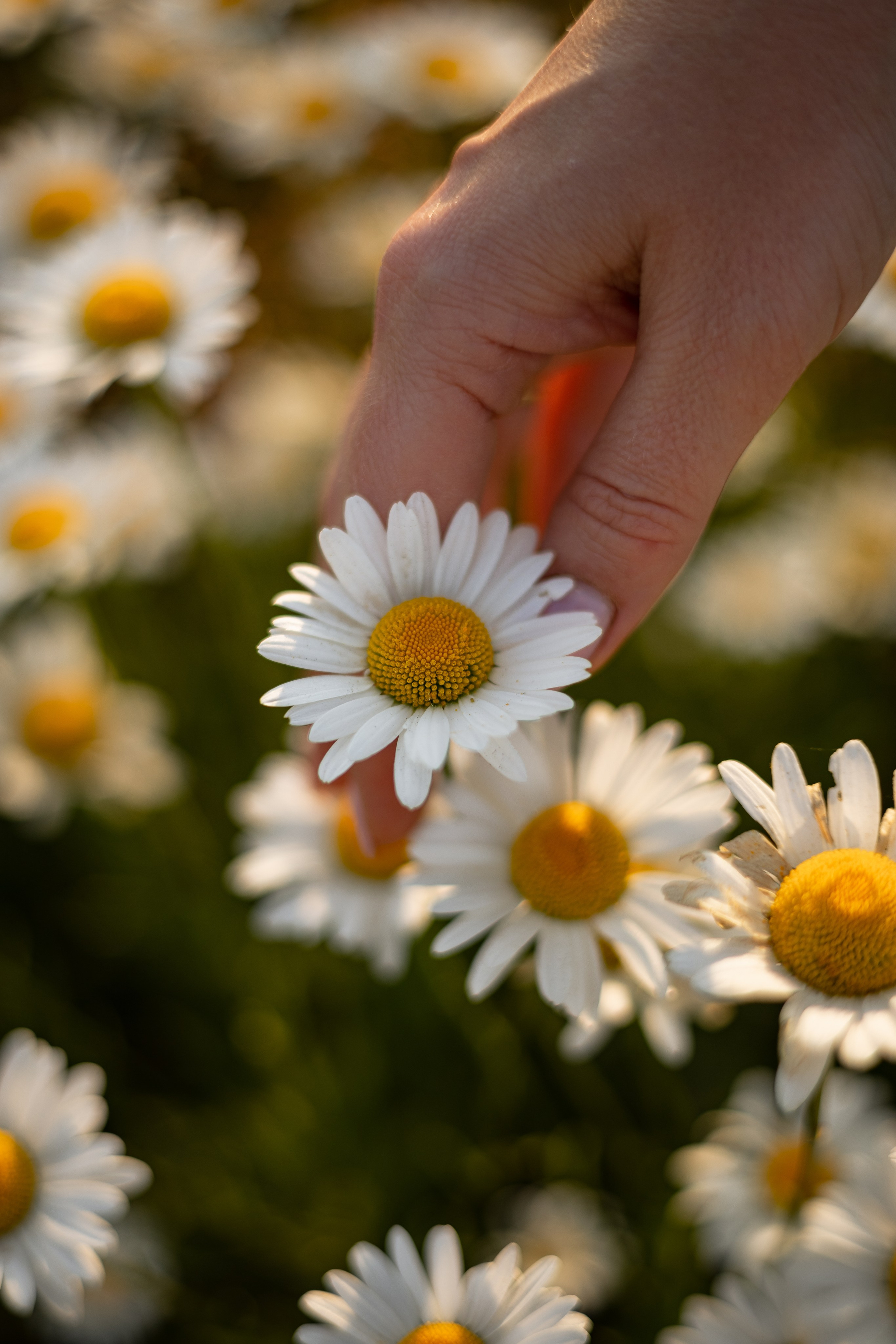 Индивидуальная фотосессия. Ромашки. Фотограф Самойлова Анна Архангельск, Северодвинск