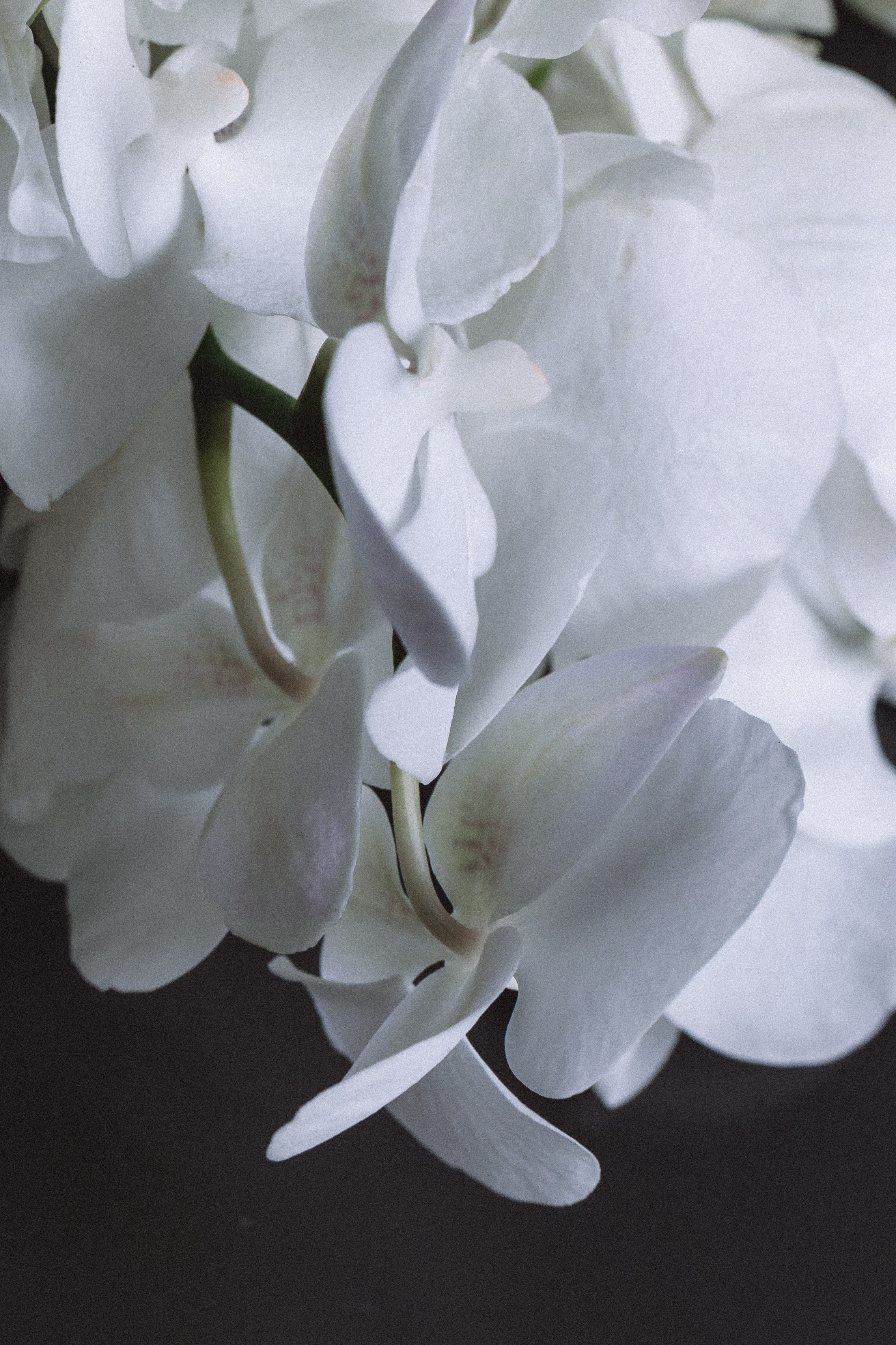 Валерия и Алексей. Lifestyle фотограф в Санкт-Петербурге Анна Щекалева