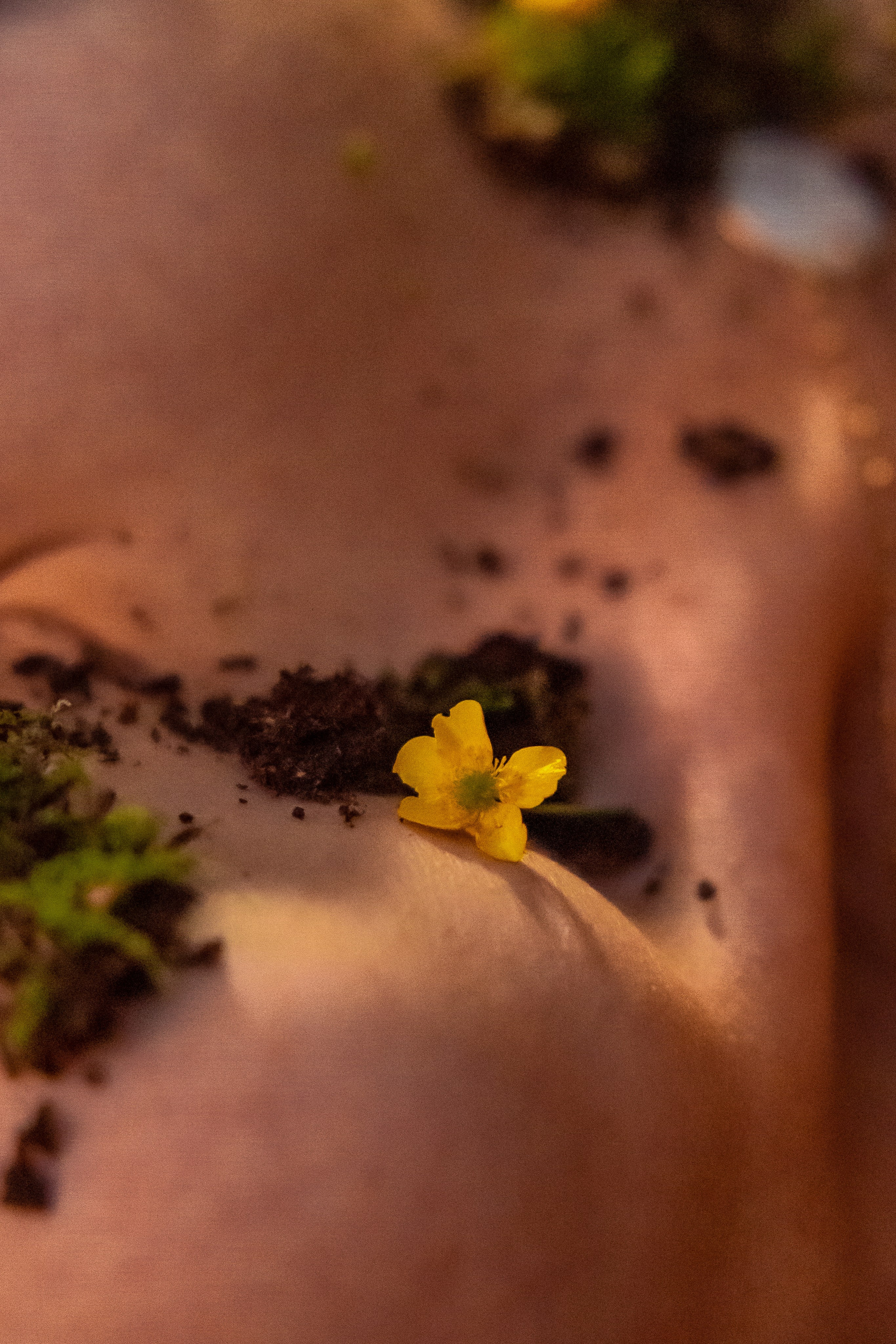 Прамика. Дарья Бухреева — фотограф, видеограф и фототерапевт. Москва и мир