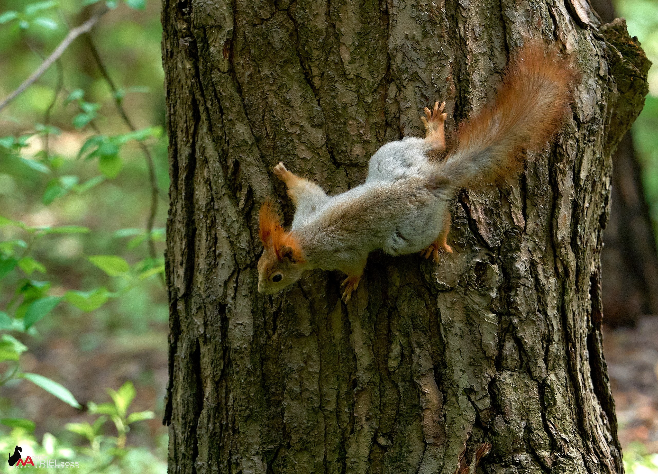 Съемка в майском лесу