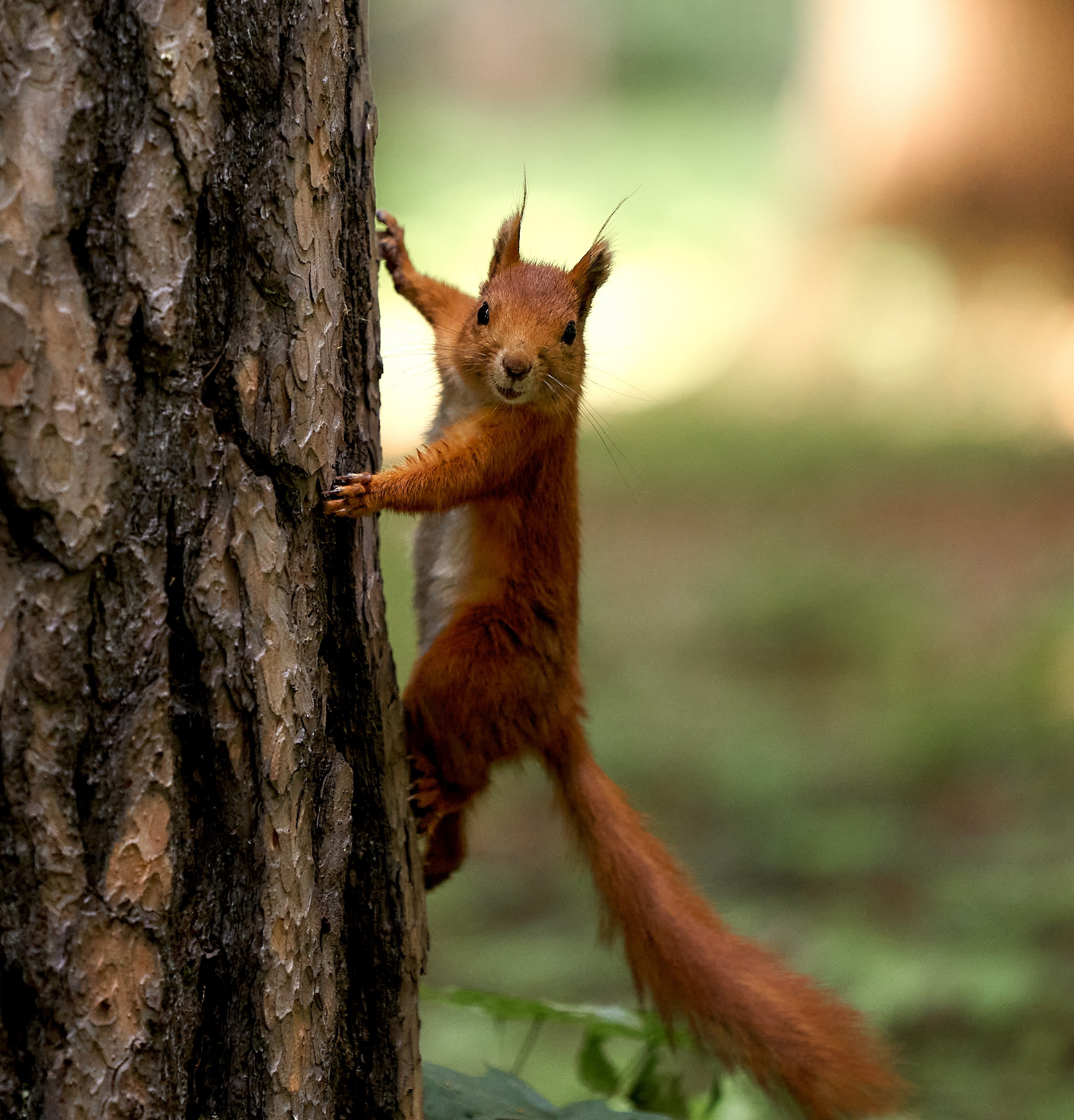 Животные — галерея NATRIEL