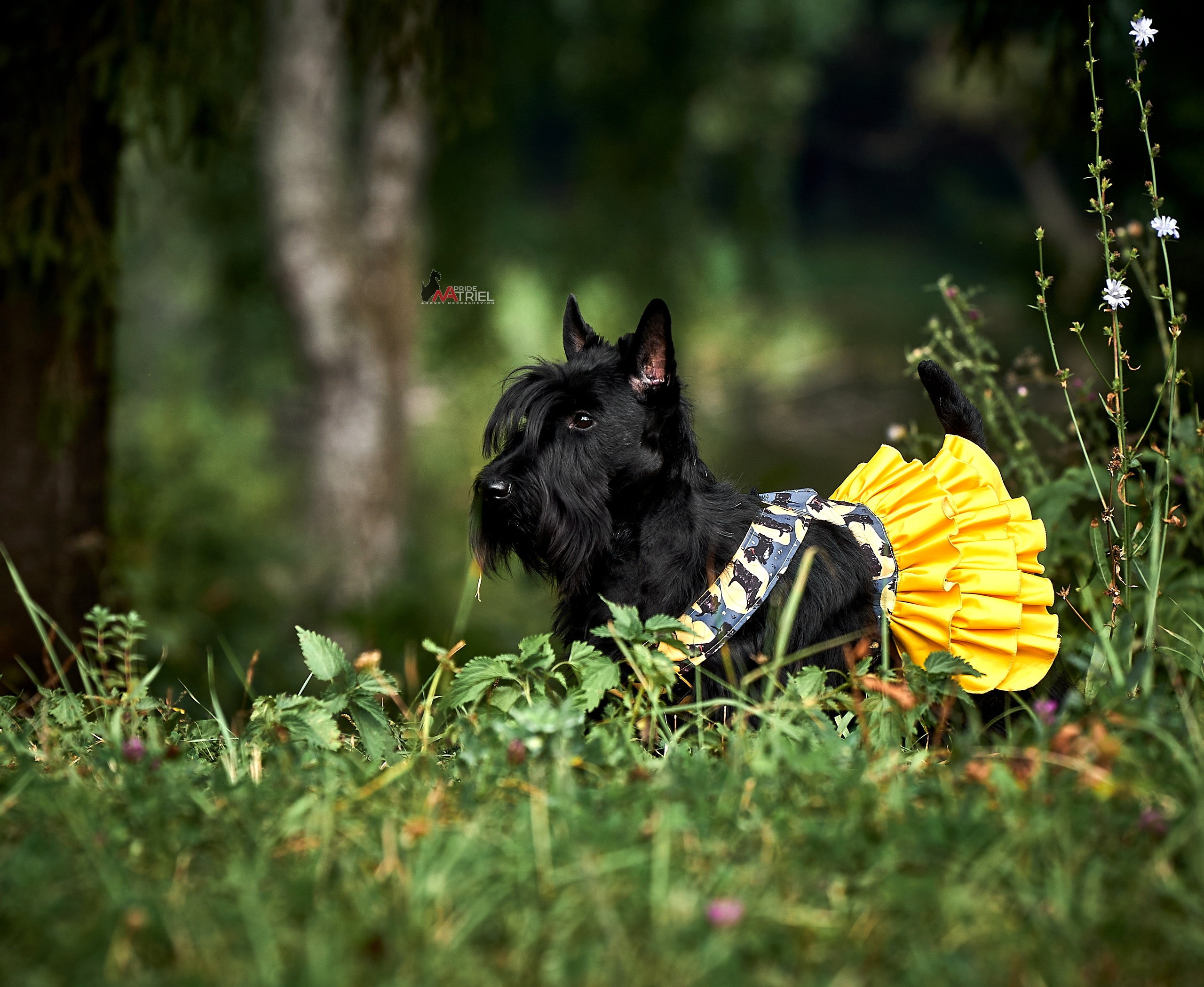 Портреты собак — галерея NATRIEL