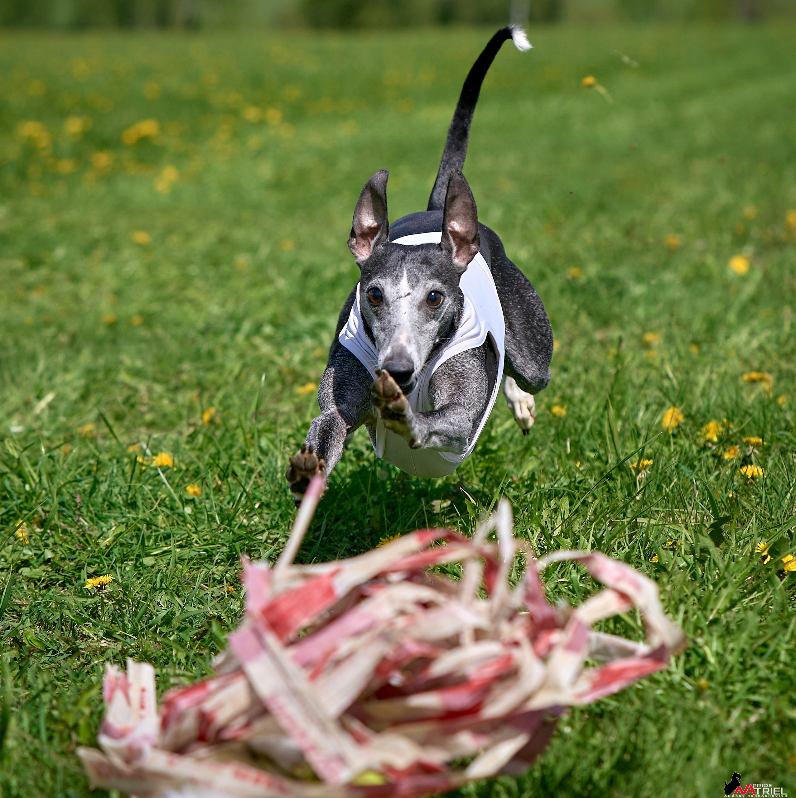 Съемка курсинг — галерея NATRIEL