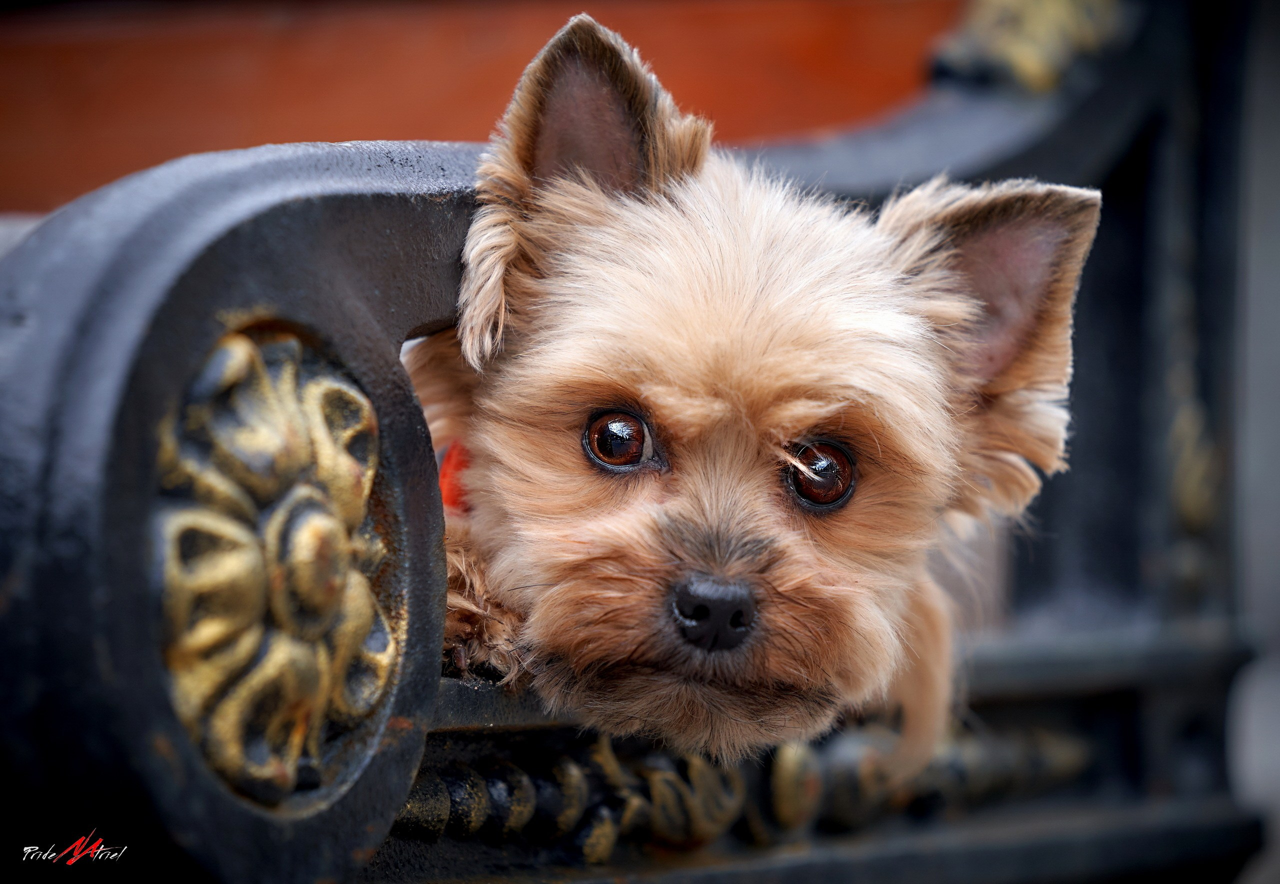 Портреты собак — галерея NATRIEL