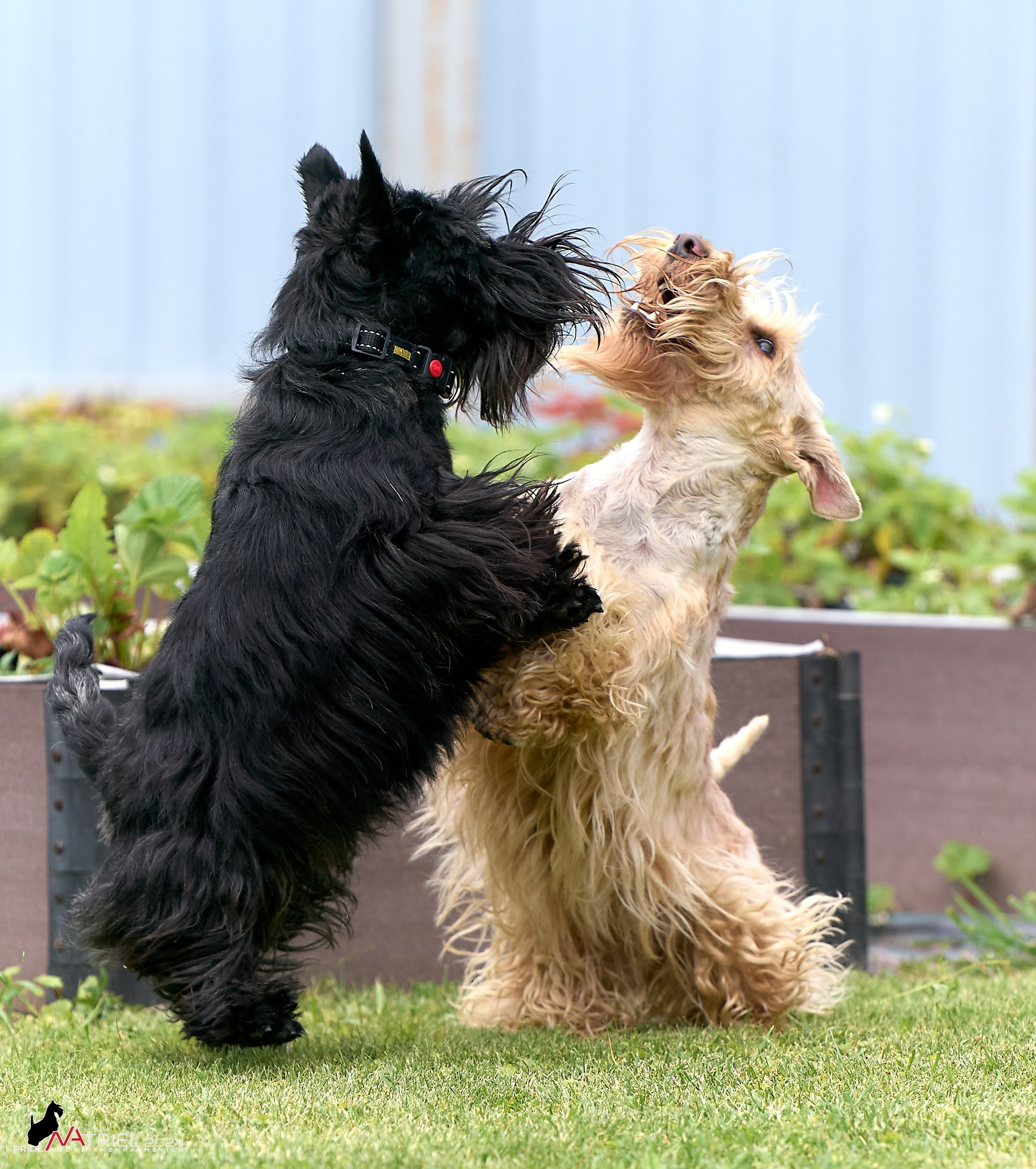 Скотчесемья «ИмпериалИти»