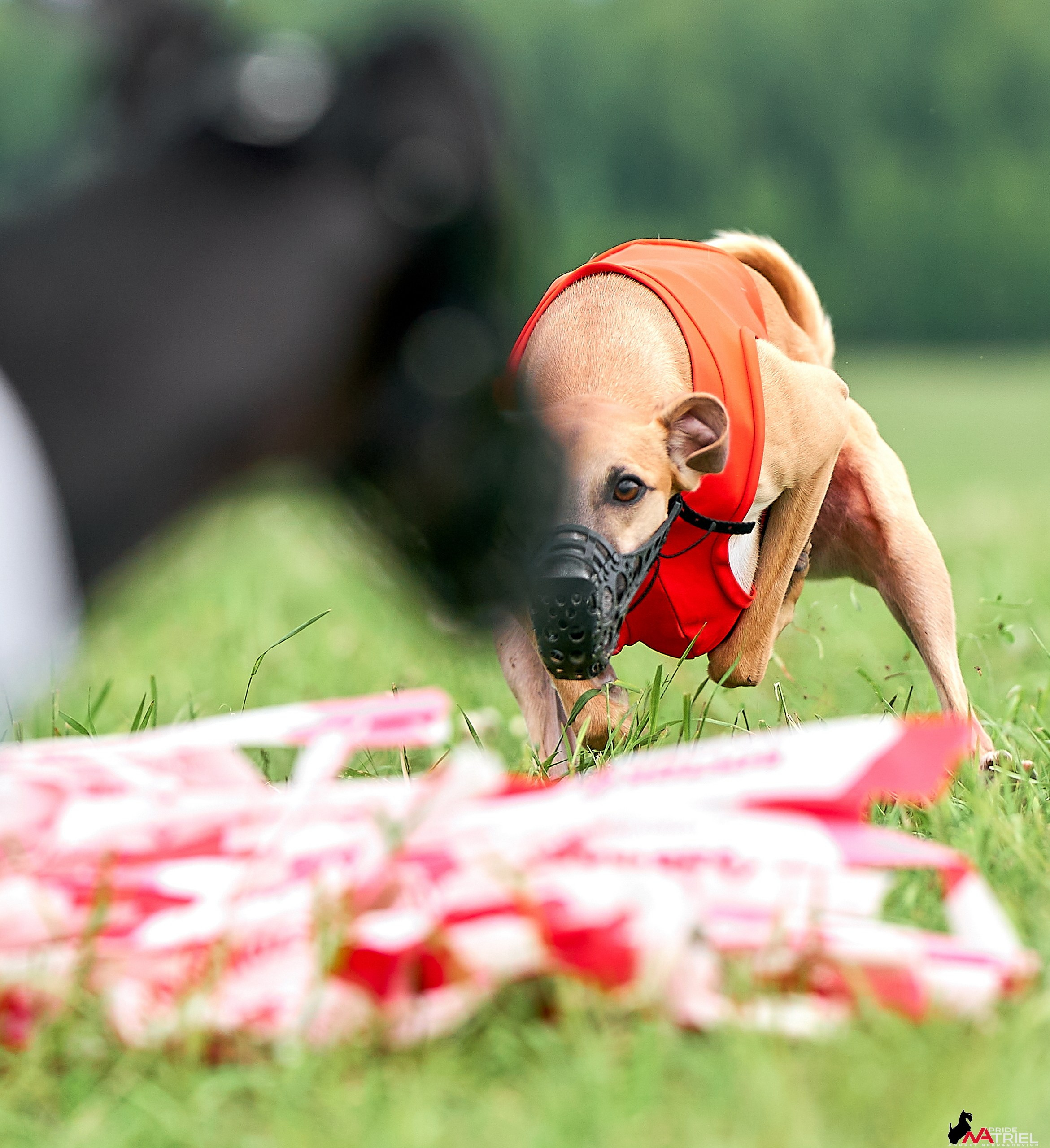 Съемка курсинг — галерея NATRIEL