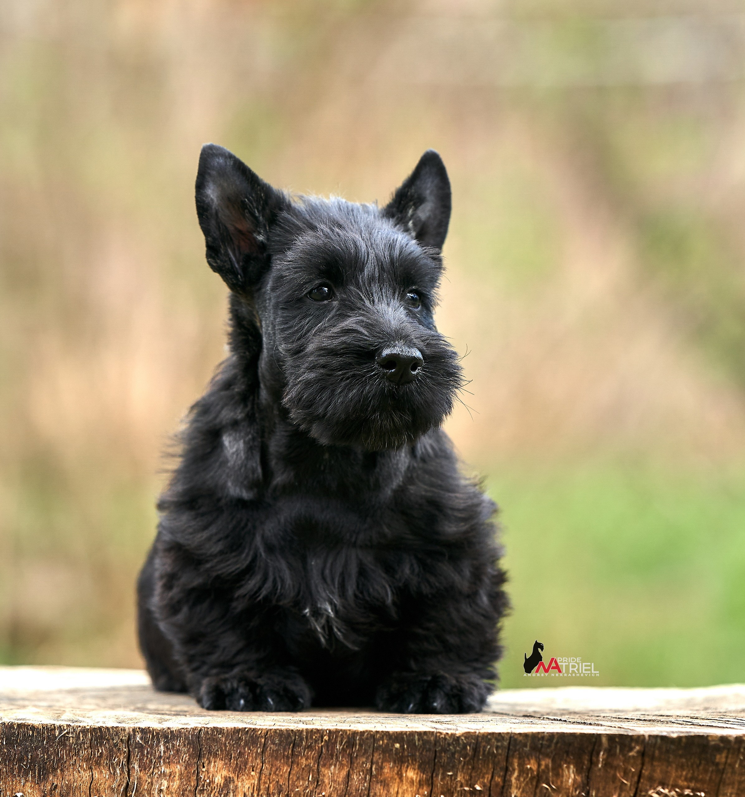 Щенки на прогулке — галерея NATRIEL