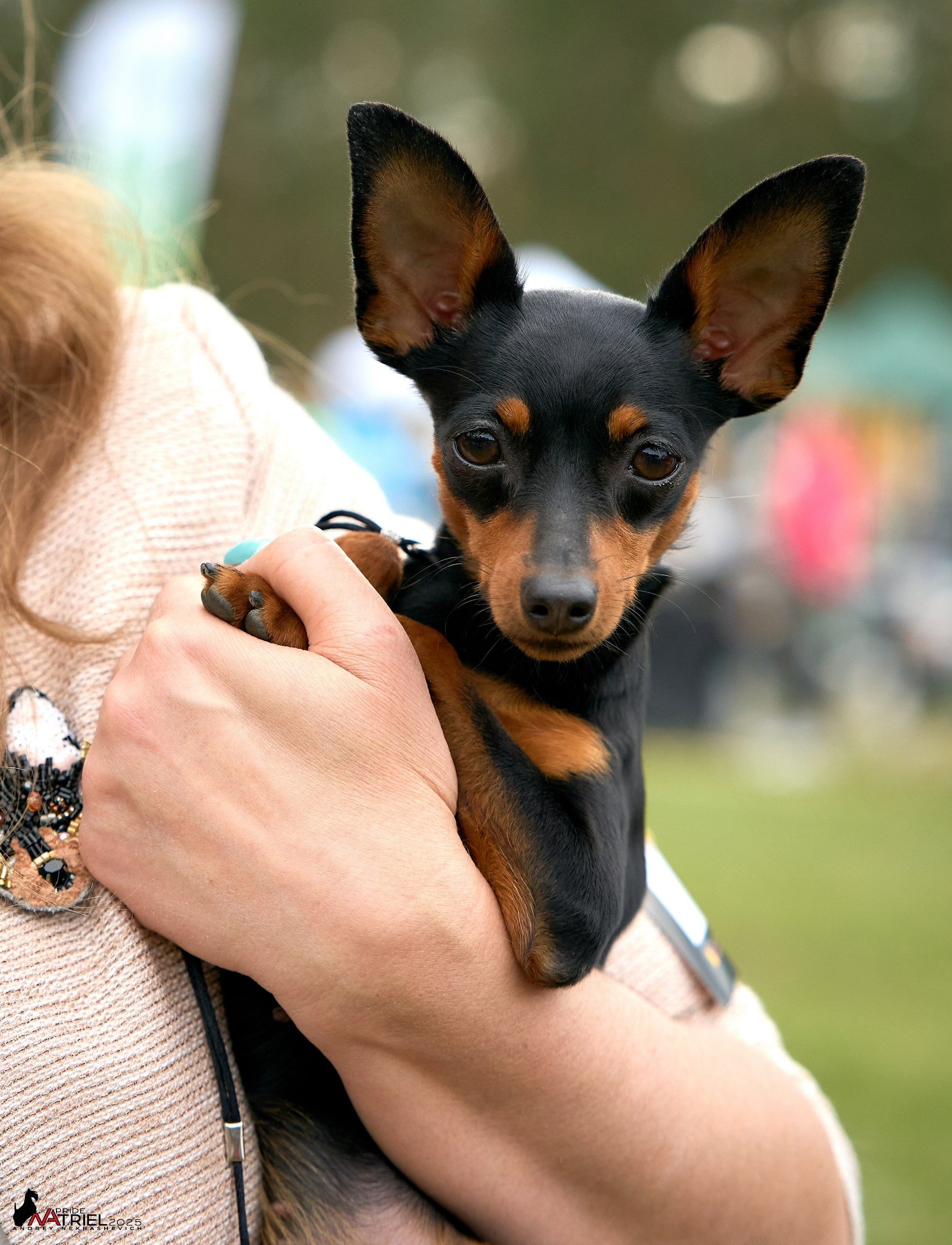 Выставка собак Суздаль-Владимир