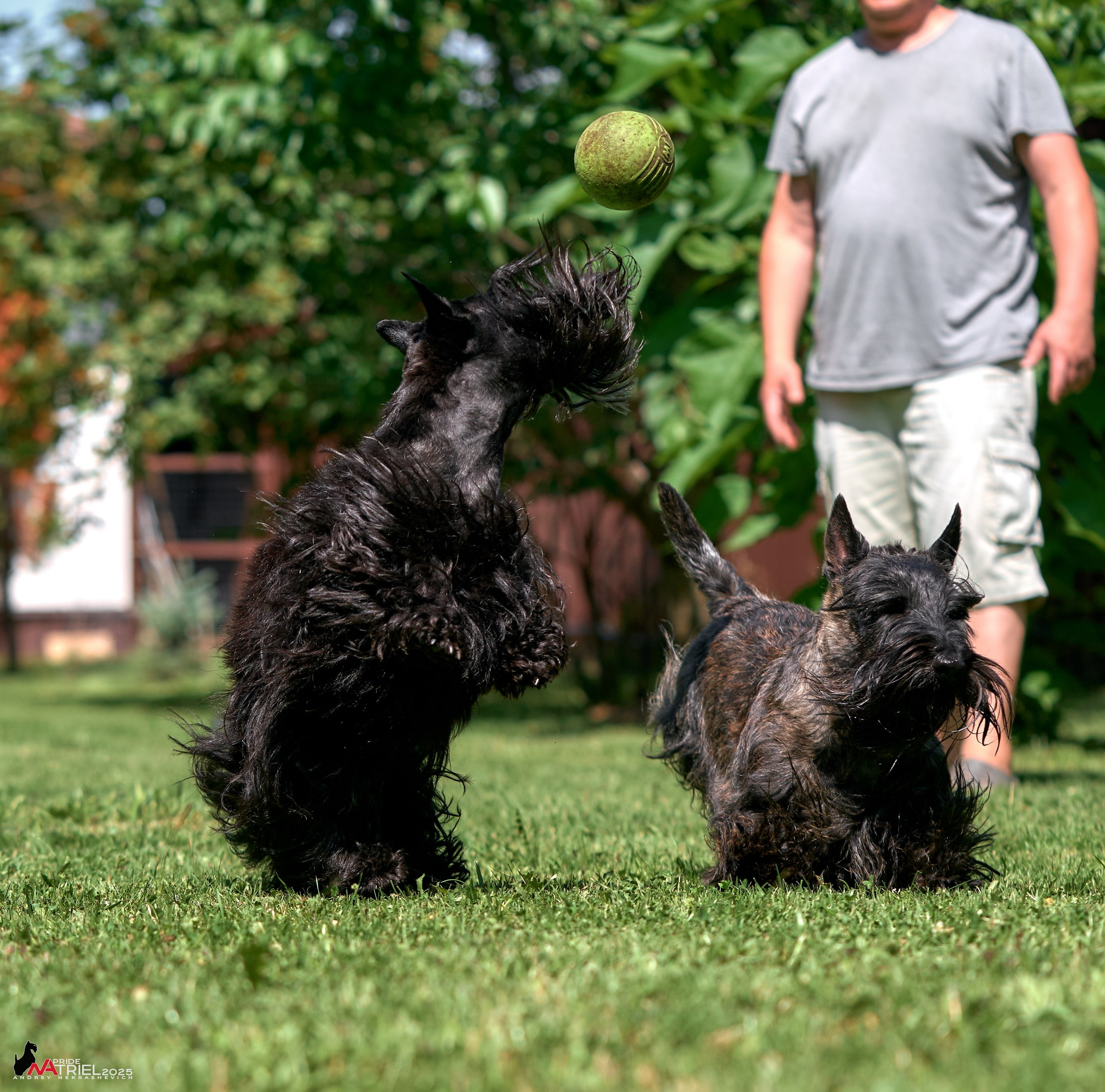 Алабаи и скотч-терьеры в питомнике у Ольги
