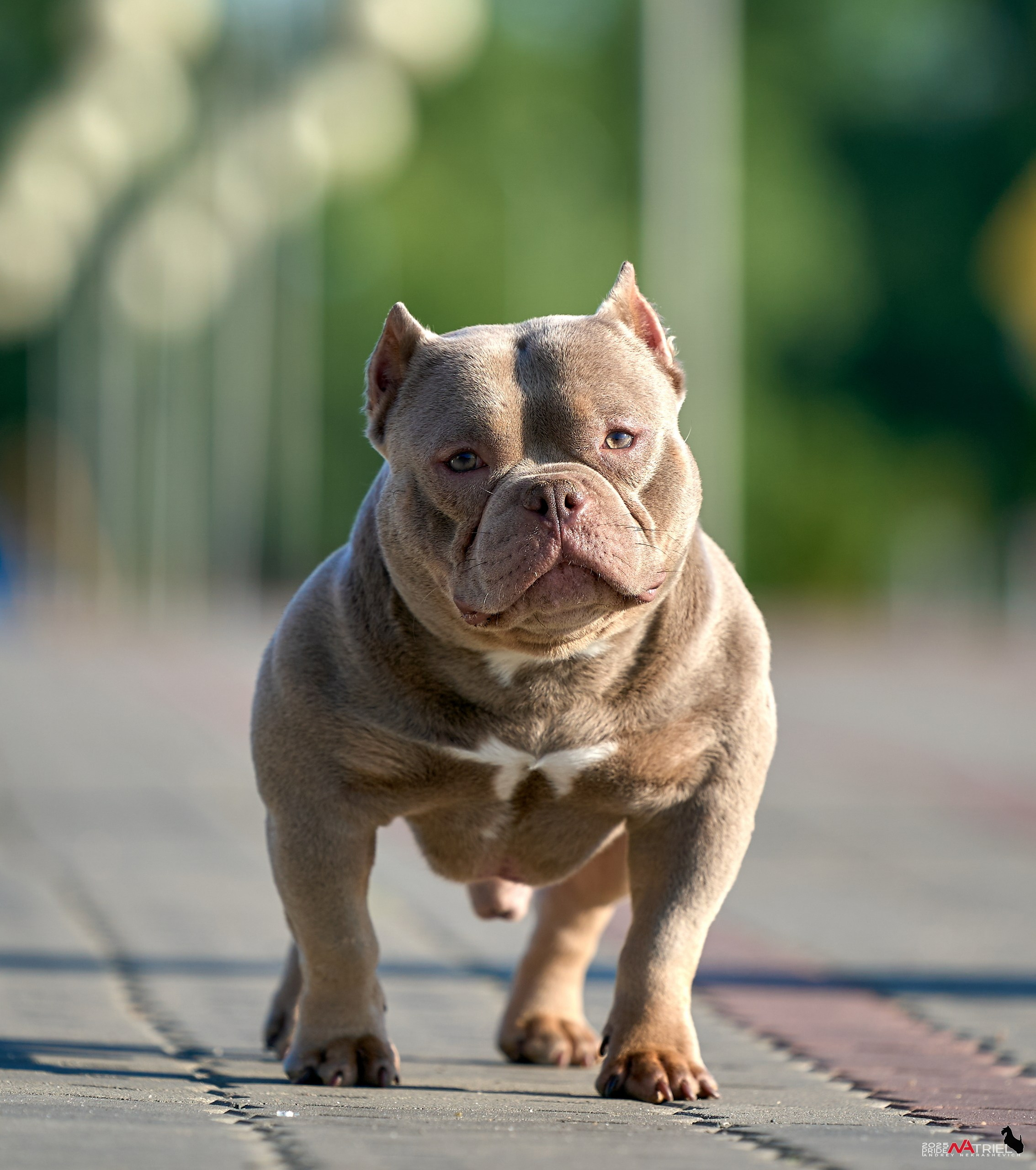 Съемка собак породы булли на природе