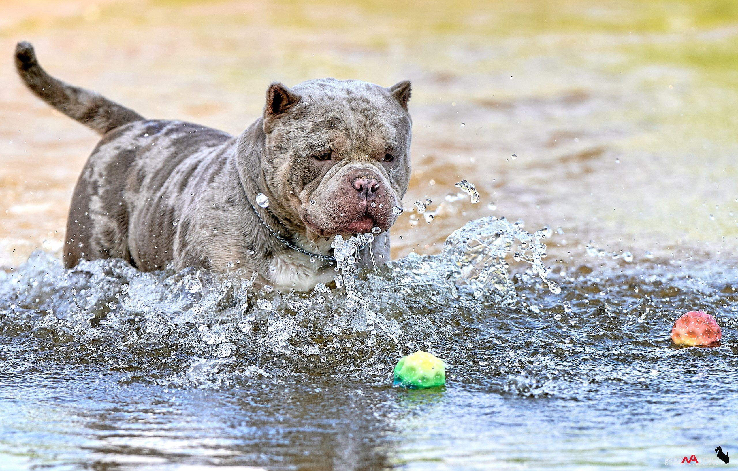 Съемка собак породы булли на природе