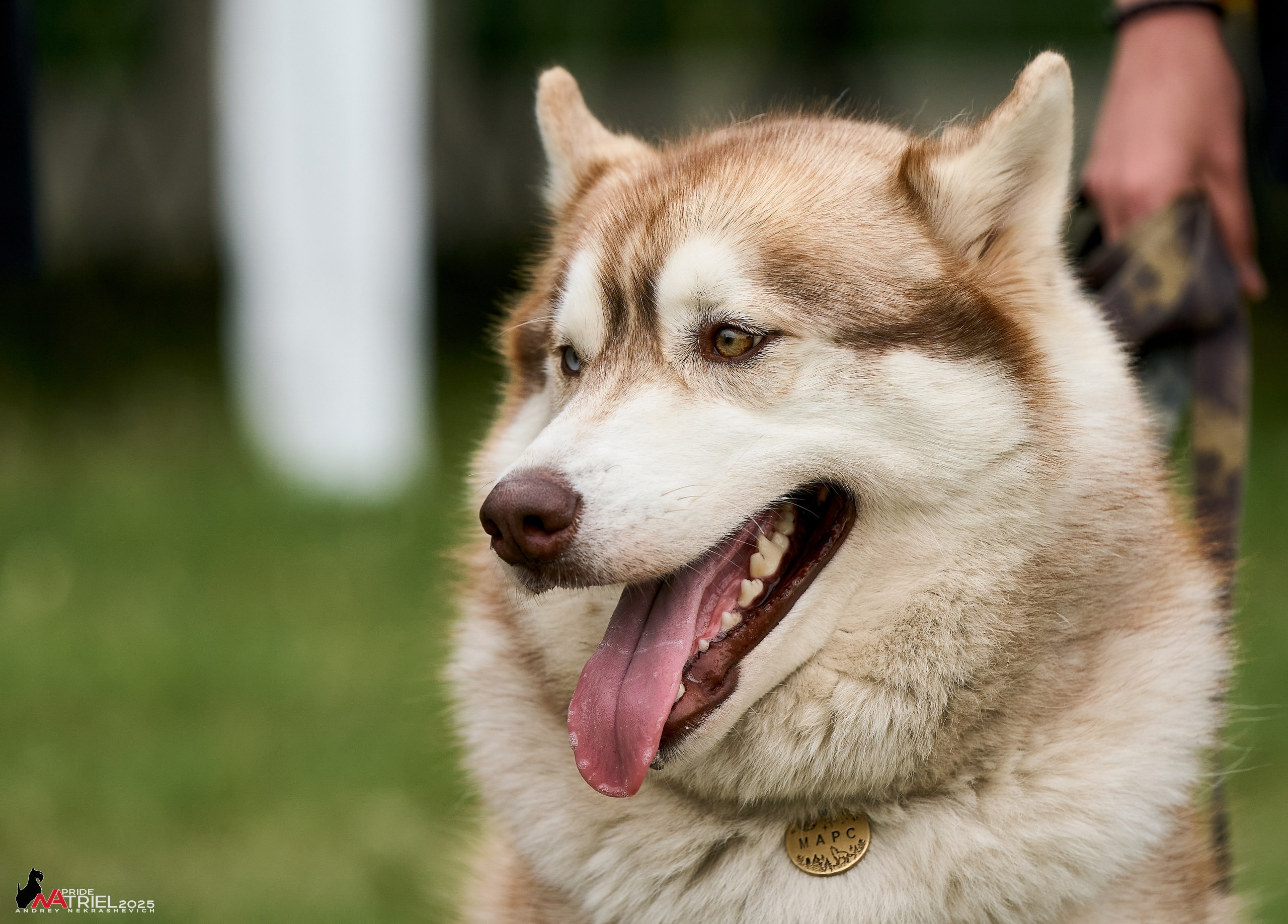 Russian Extreme Dog Trail — 2025